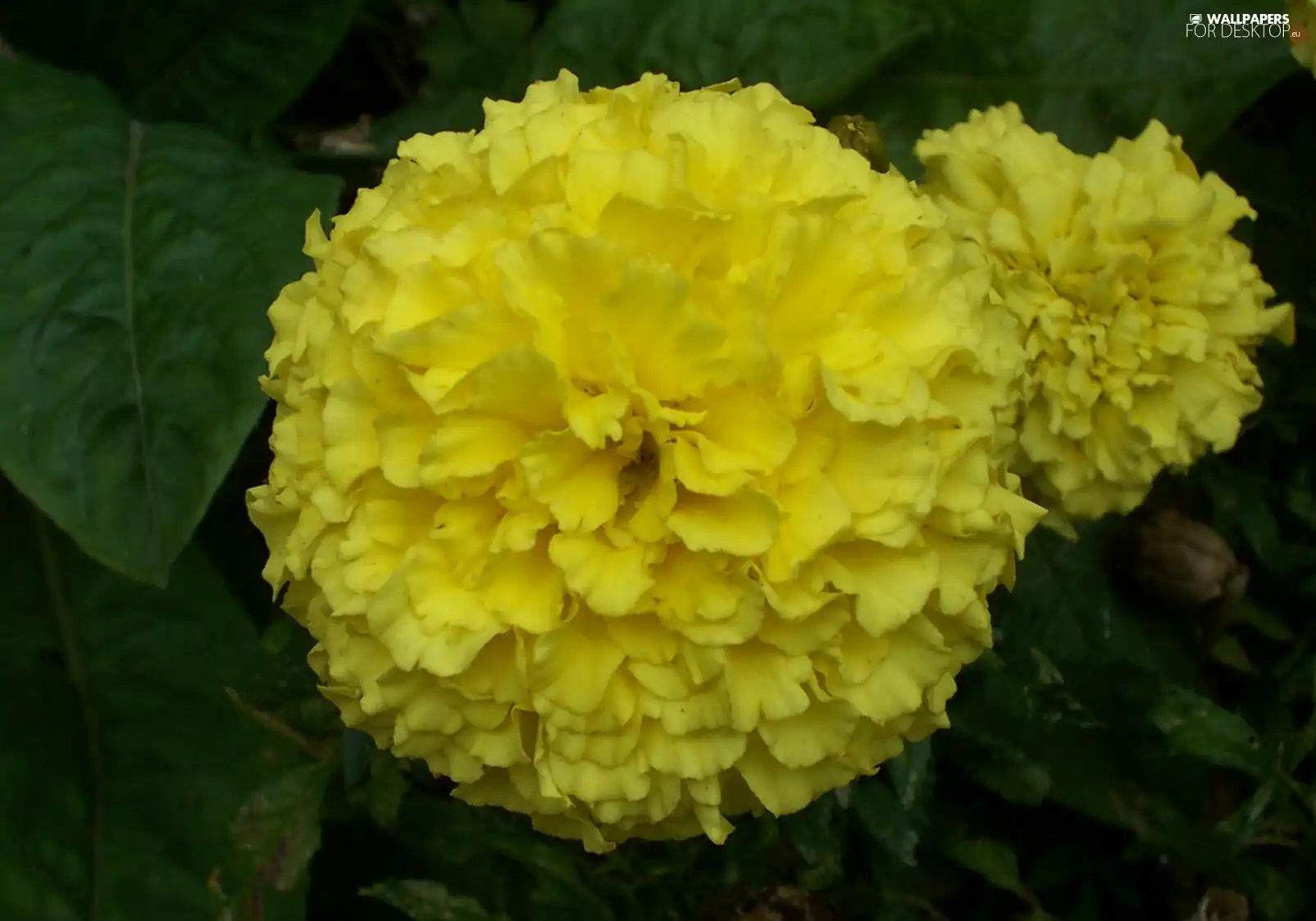 Yellow Honda, marigold was