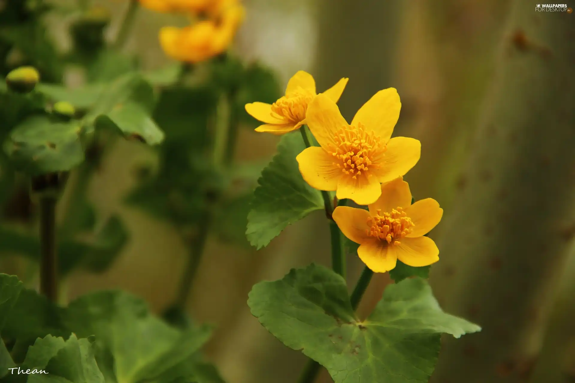 marigolds