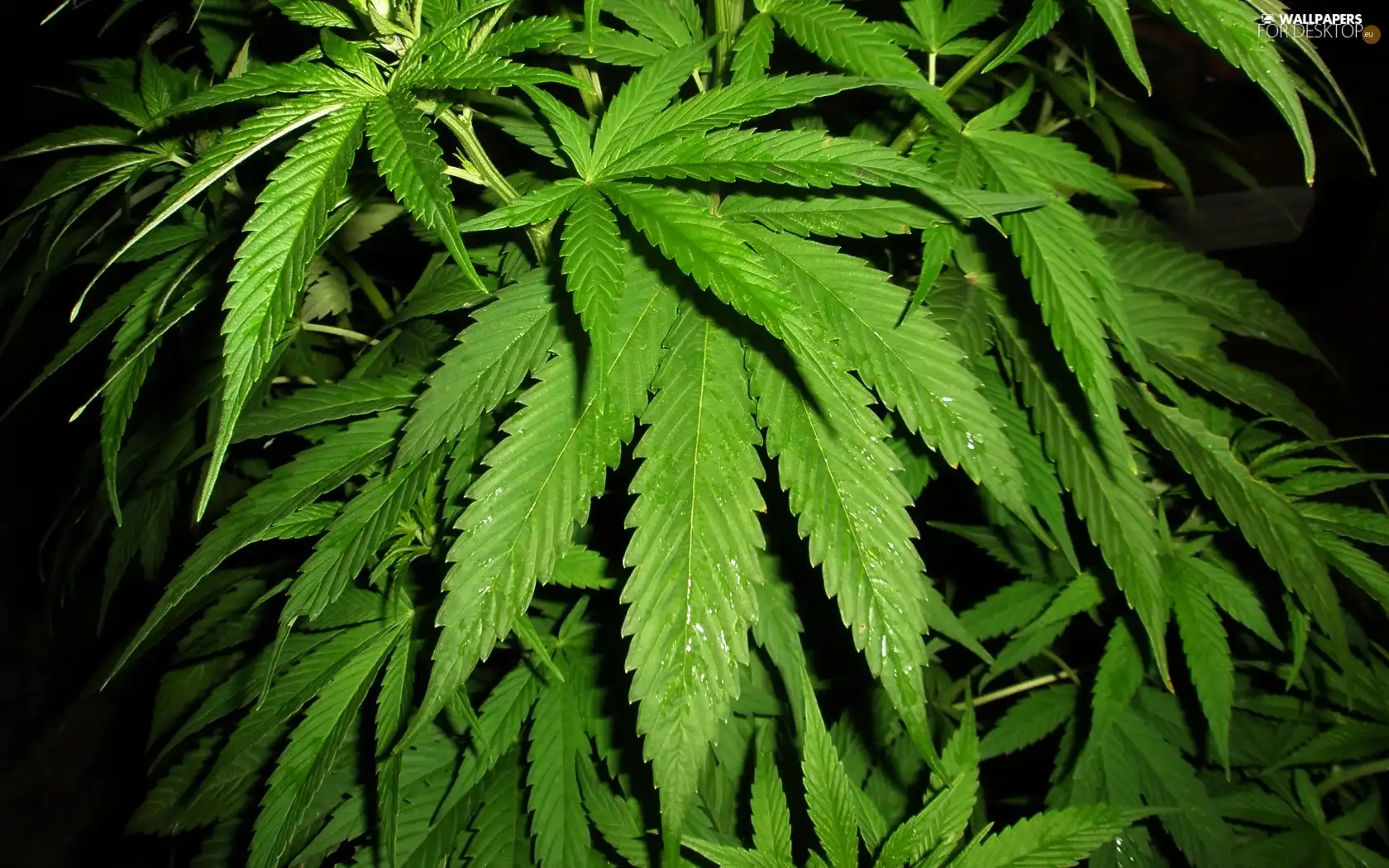Bush, marijuana