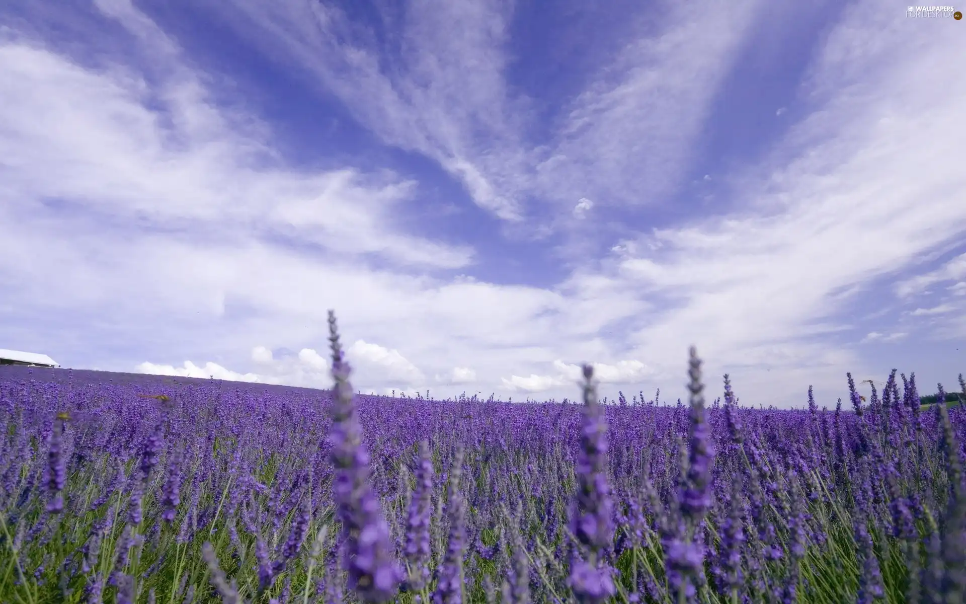 lavender, marsh