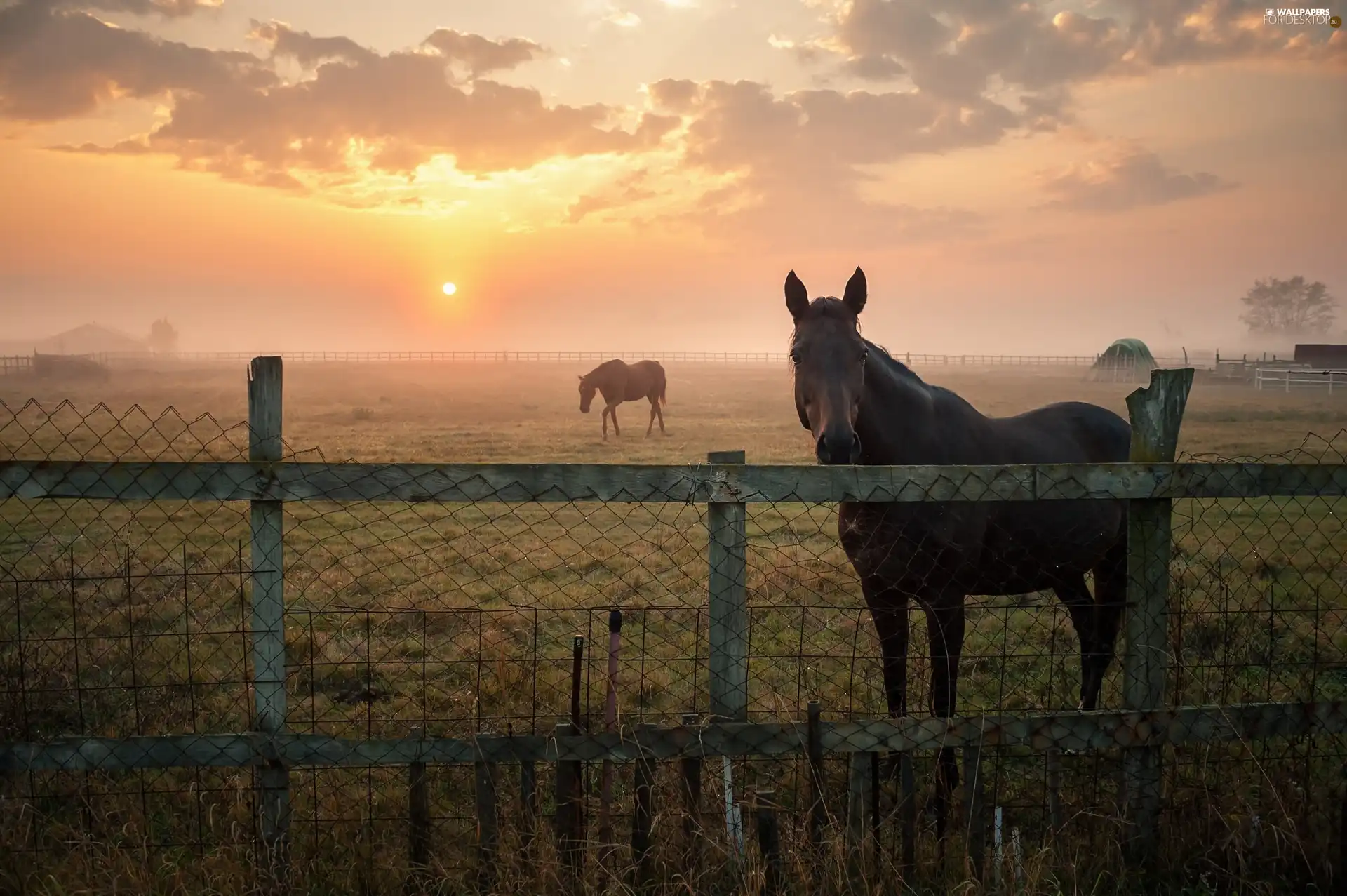 fence, Great Sunsets, Meadow, pasture, bloodstock
