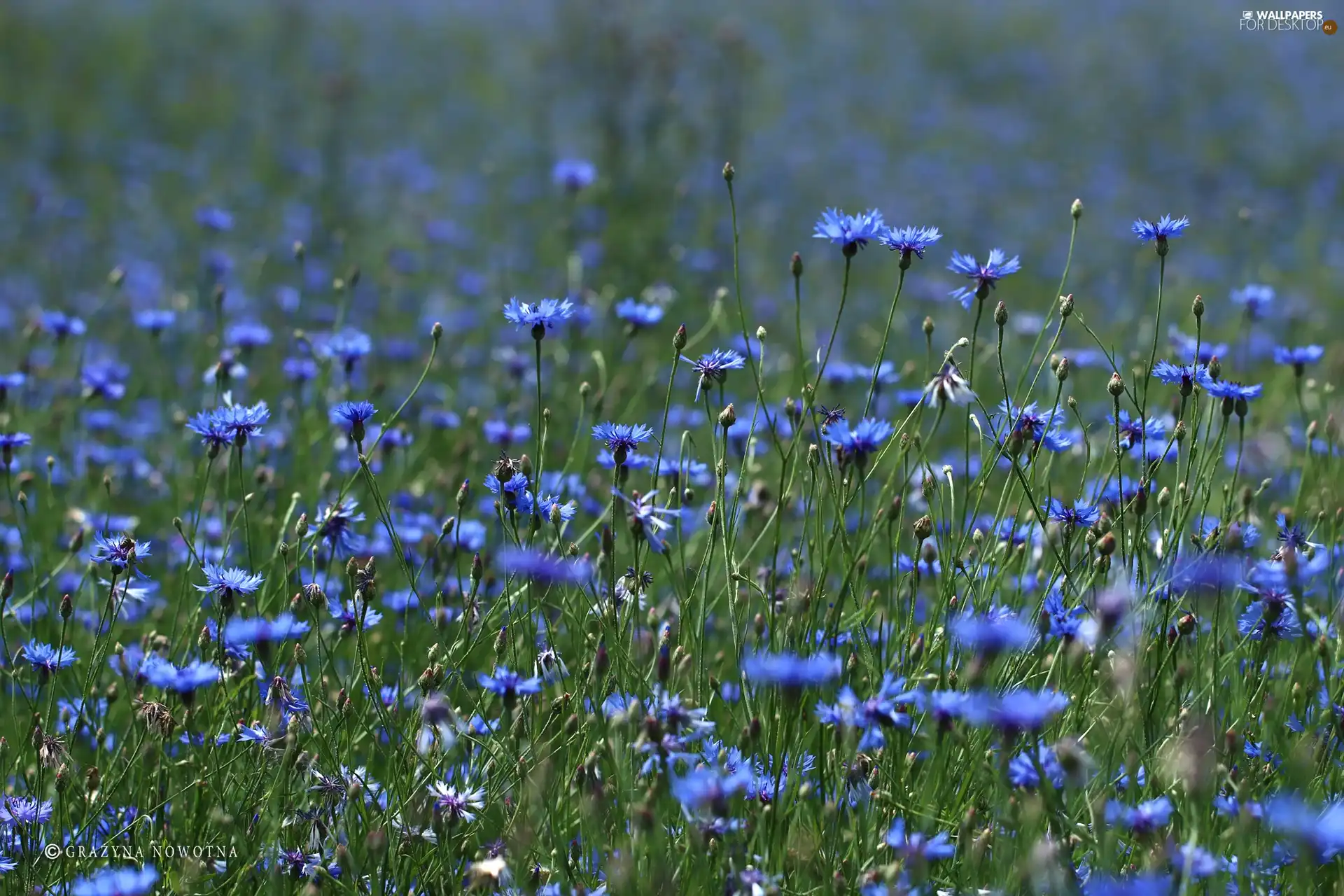 cornflowers, Flowers, Meadow, Blue