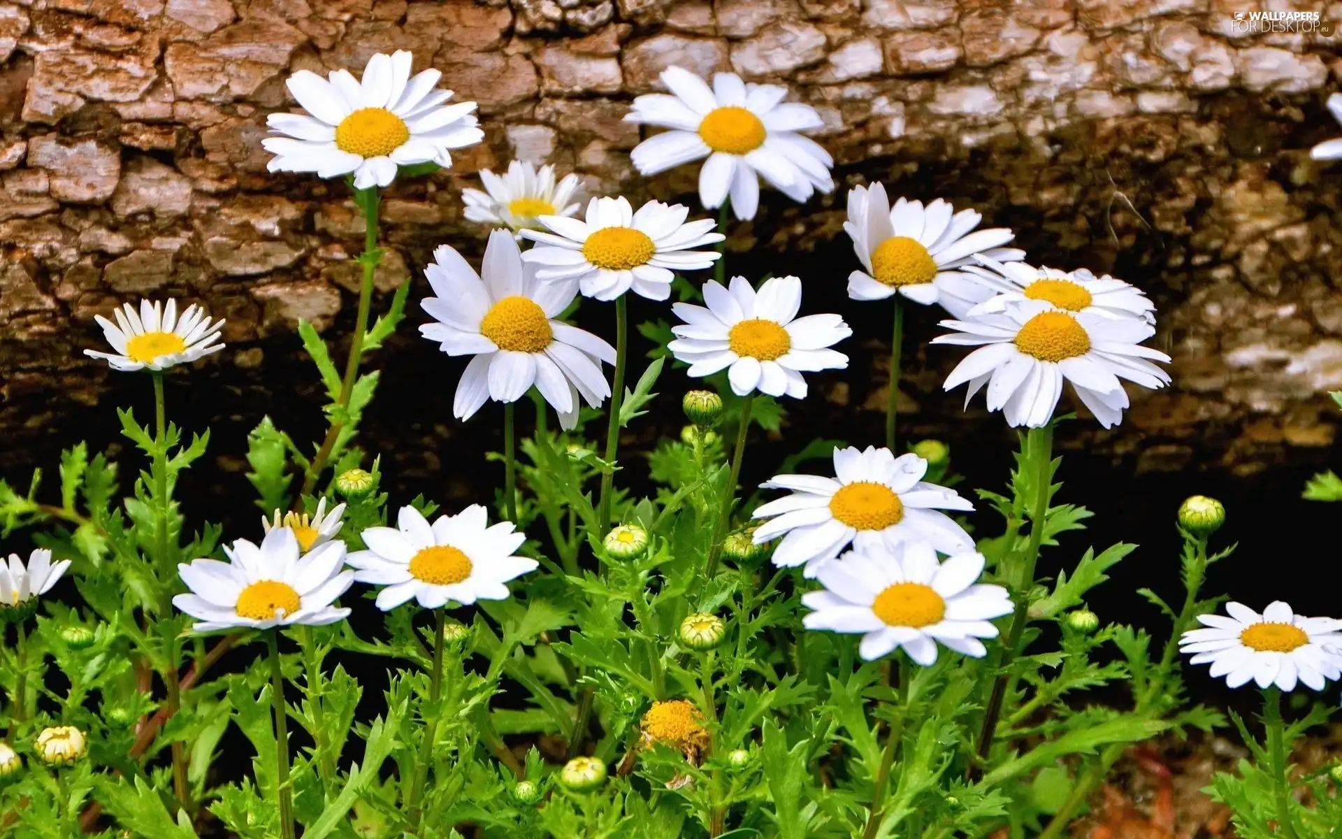 daisy, Meadow