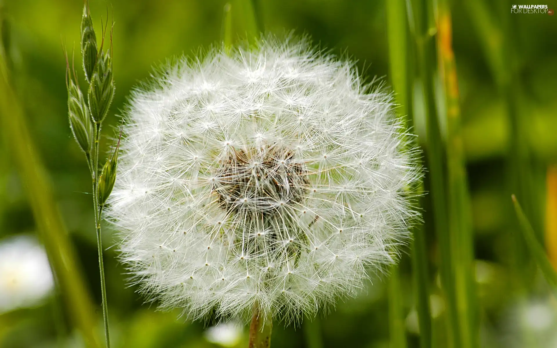 dandelion, Meadow