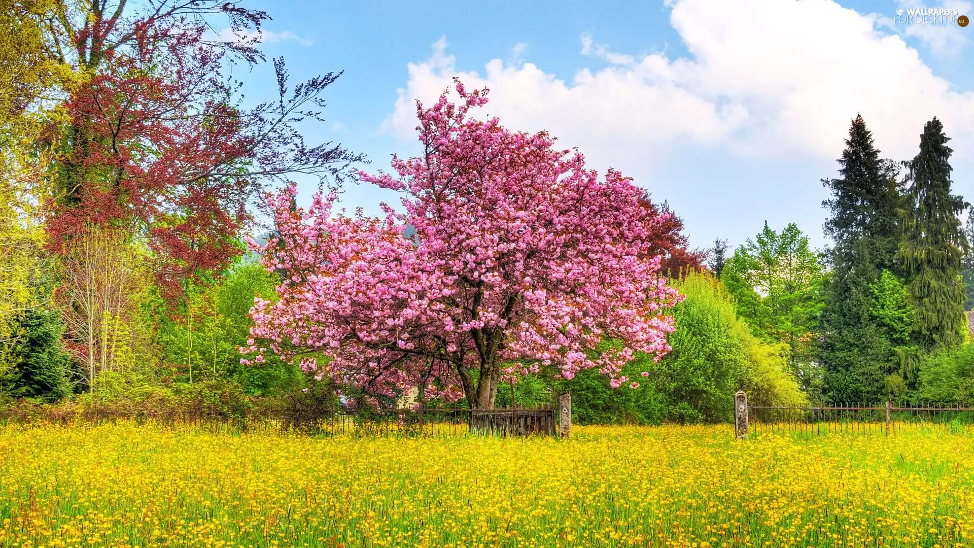 flourishing, kirsch, Meadow, trees