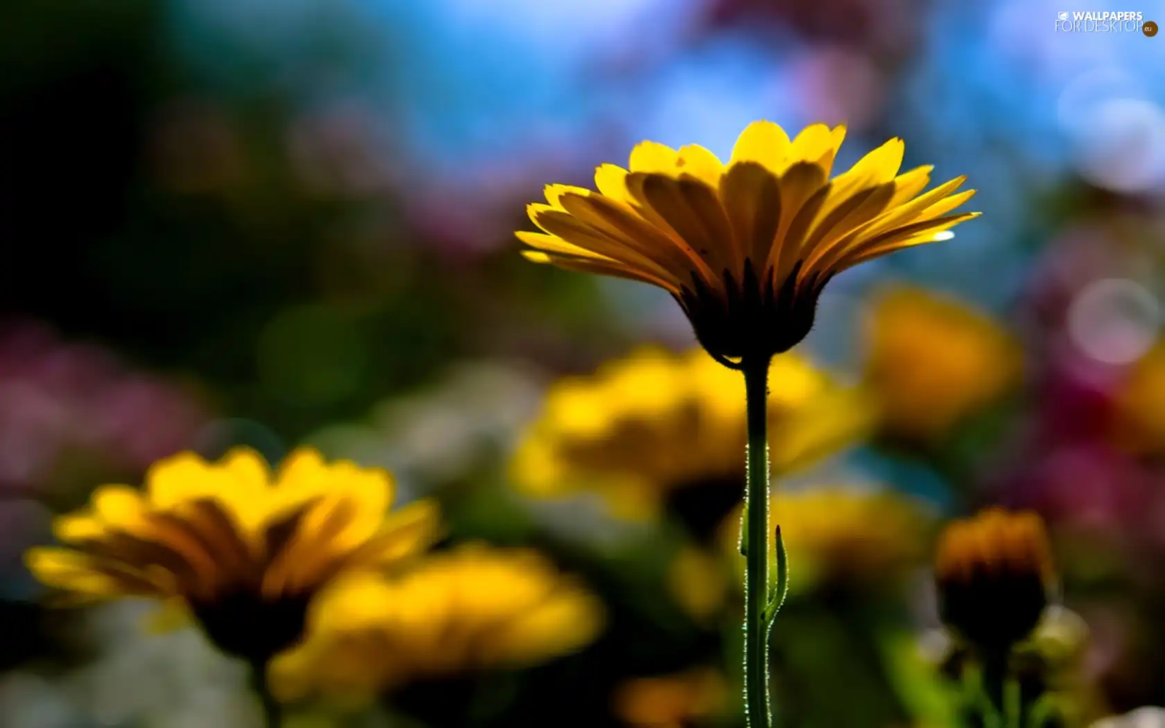 Meadow, Yellow, Flower