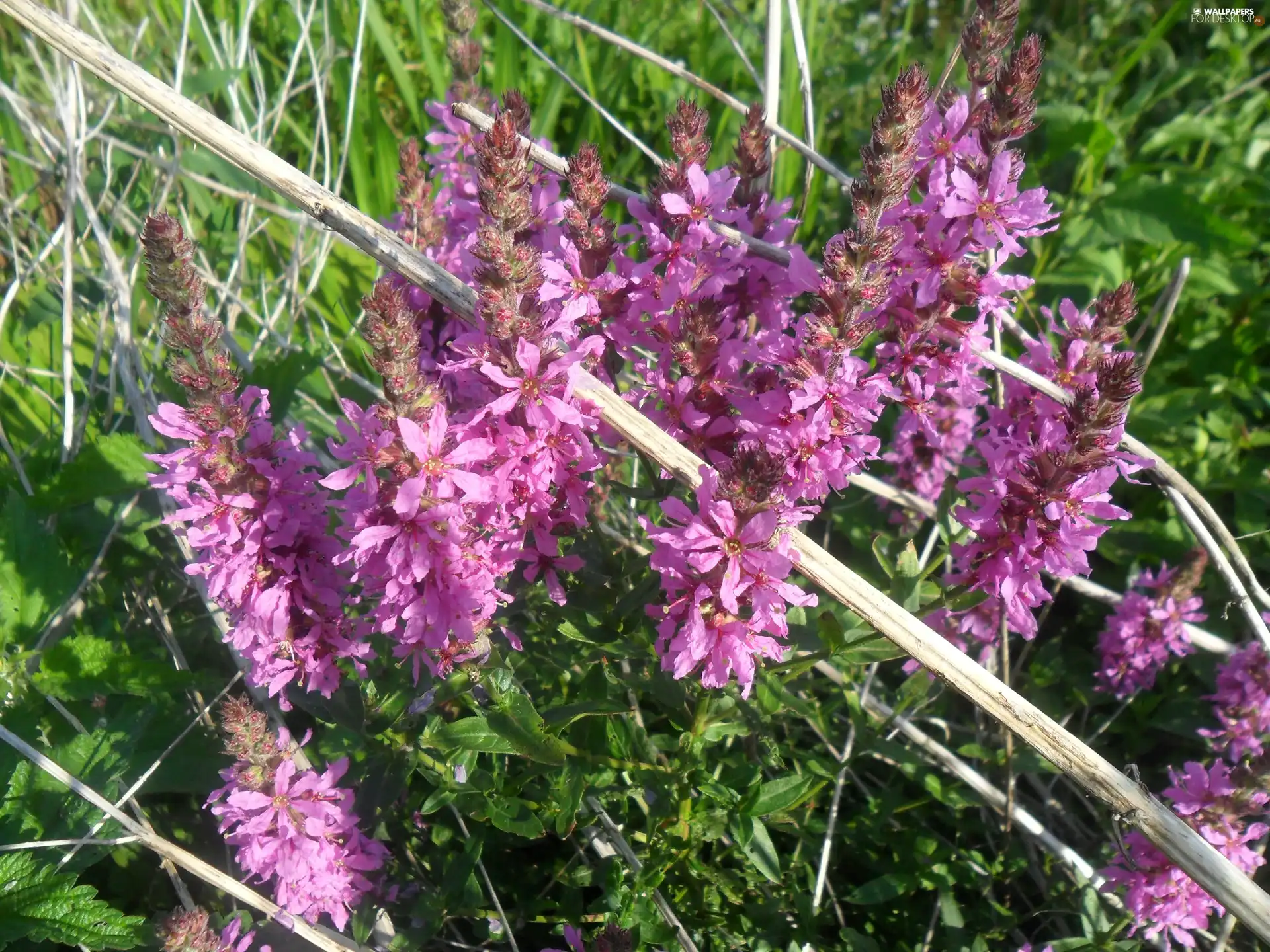 Meadow, purple, Flowers