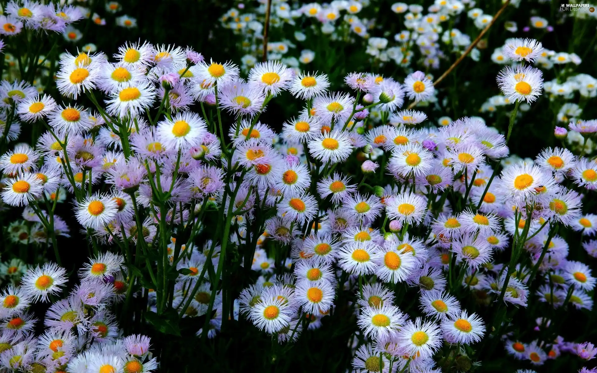 Meadow, Wildflowers, Flowers