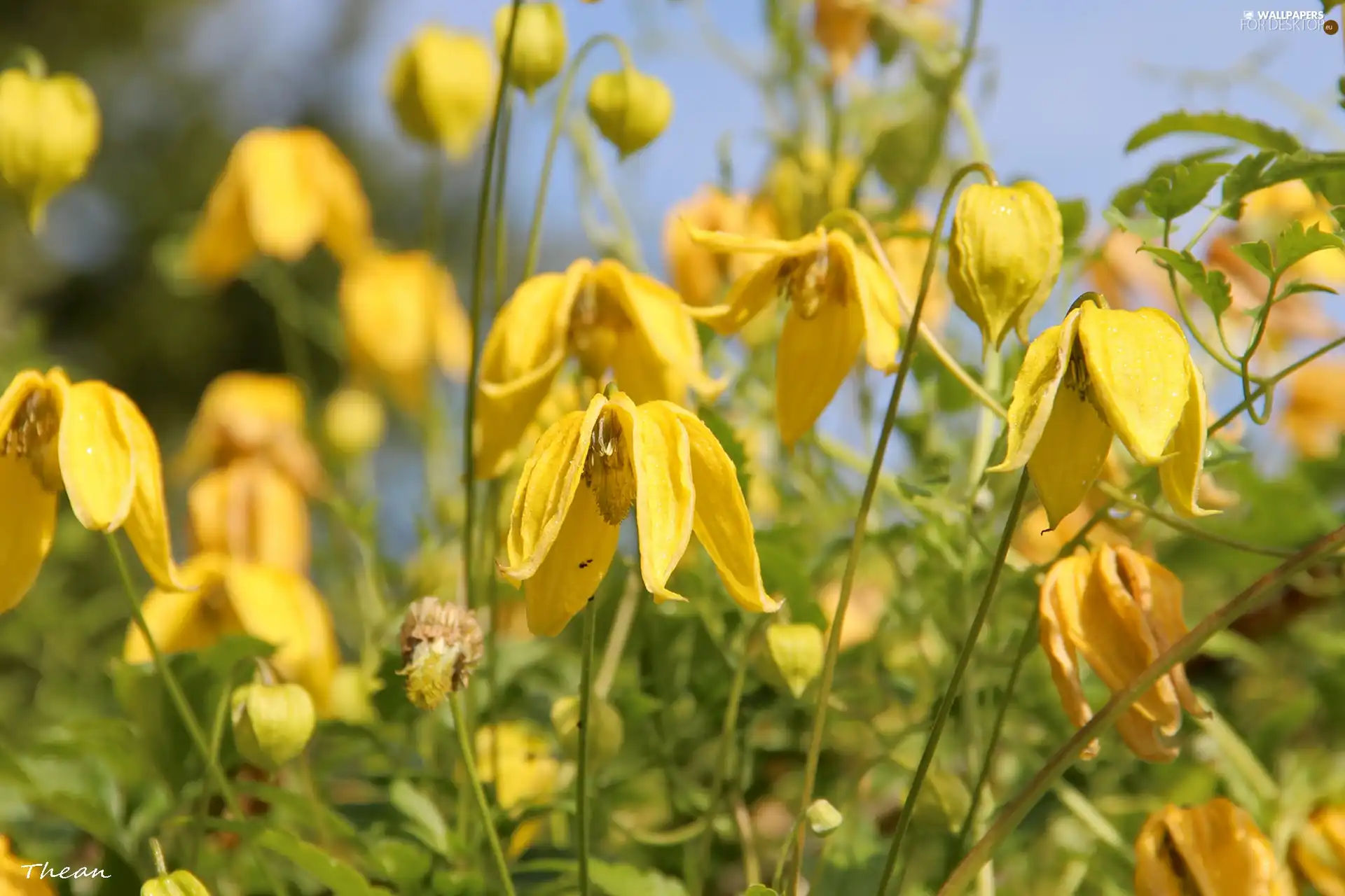 Meadow, Yellow, Flowers