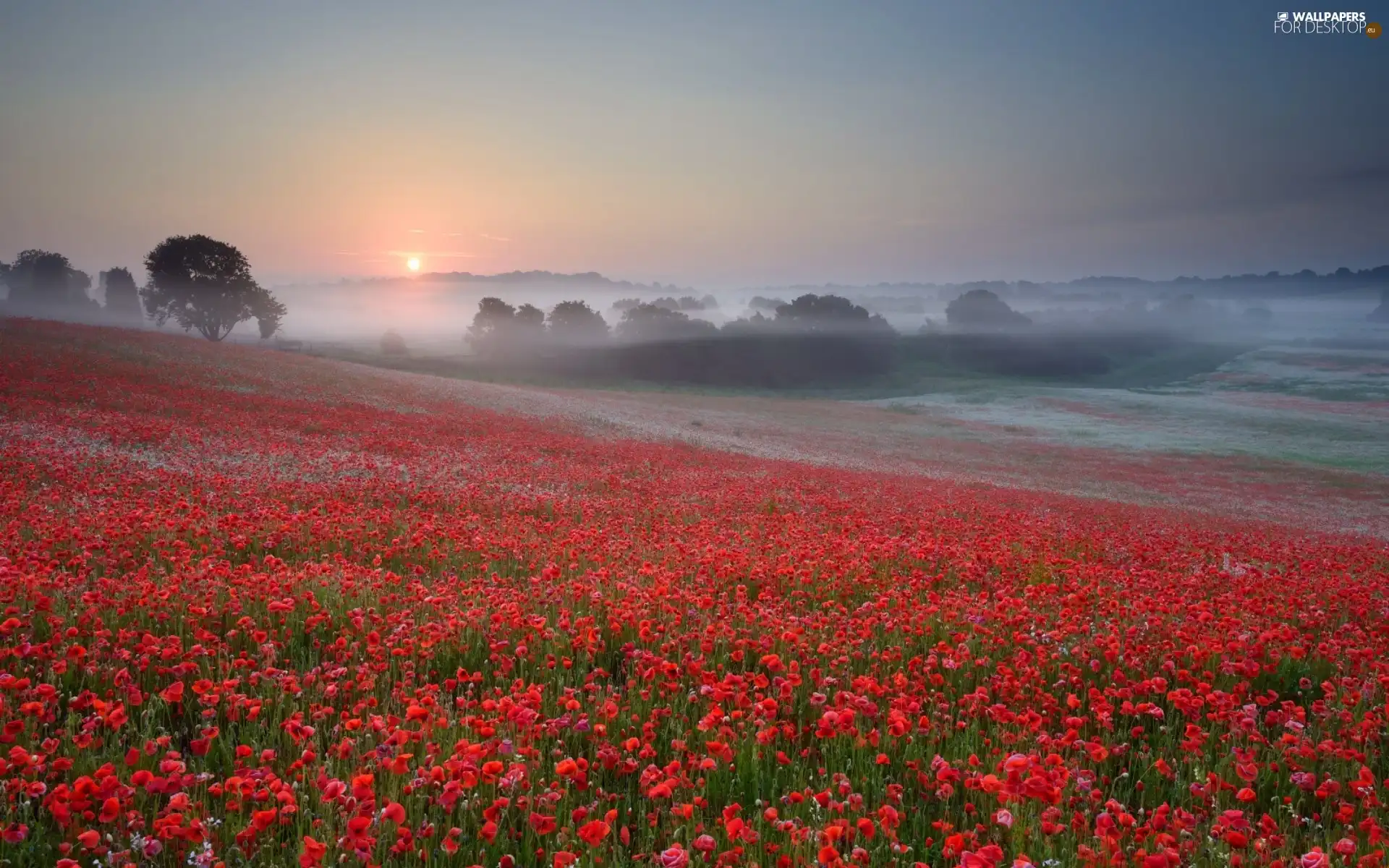 Meadow, papavers, Fog