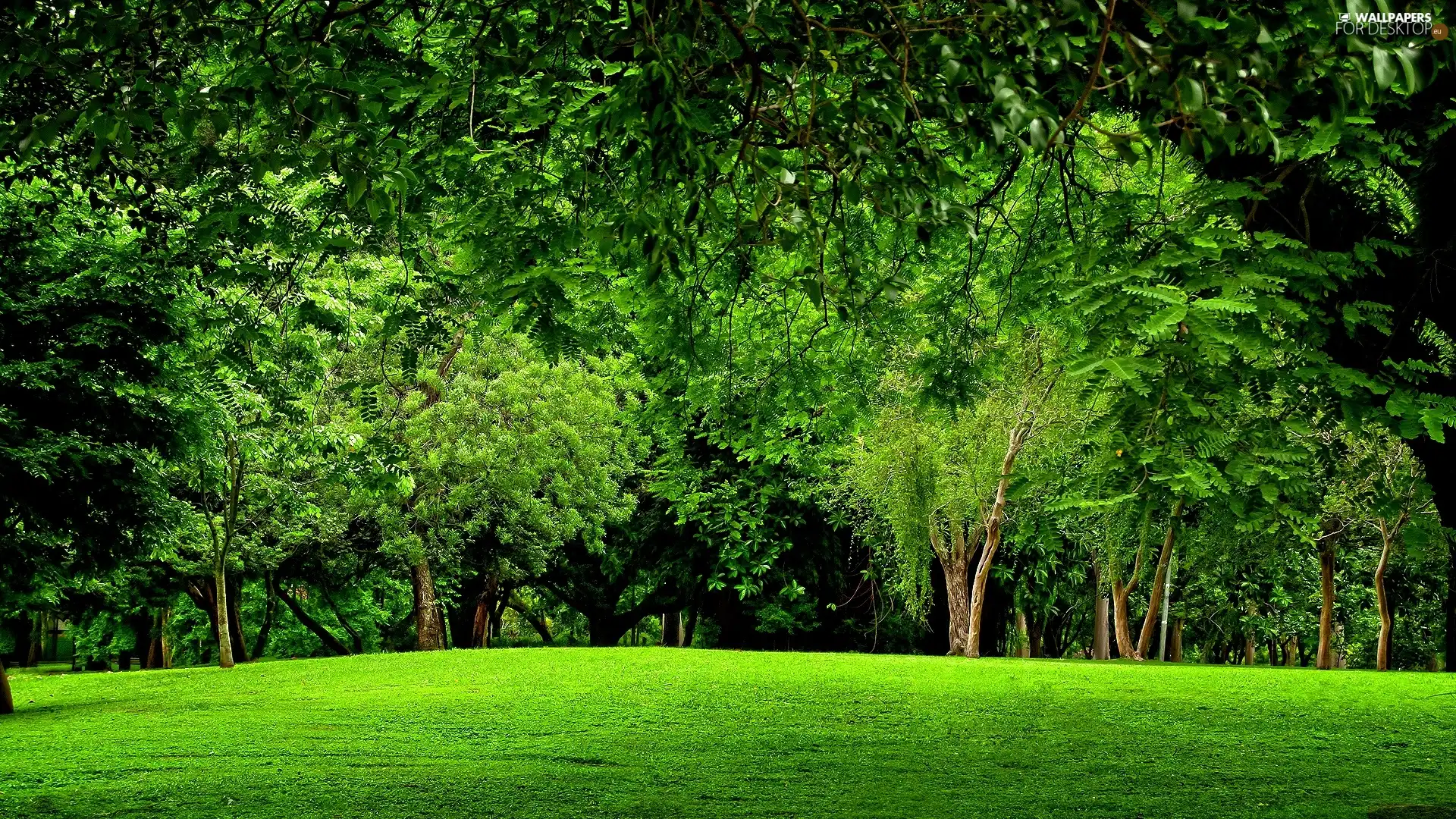 Meadow, Green, forest