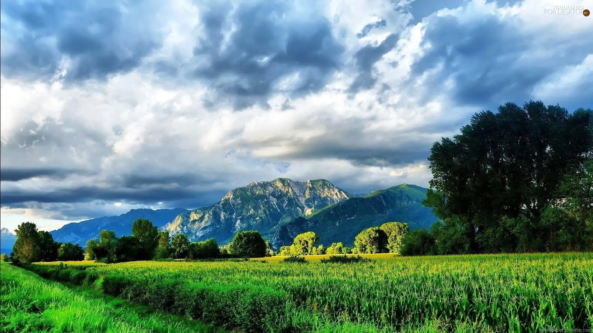 Meadow, Mountains, forest