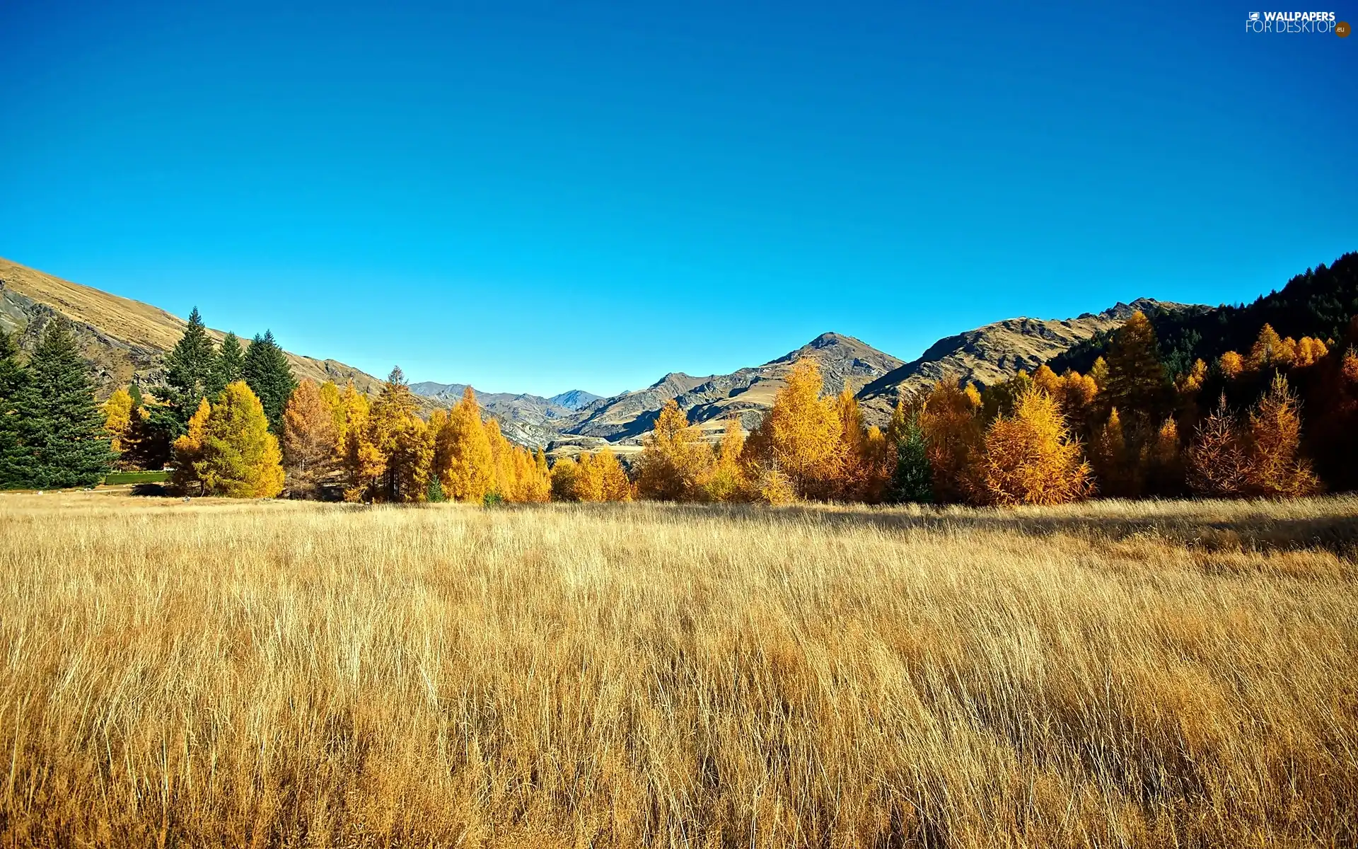 Meadow, Mountains, forest