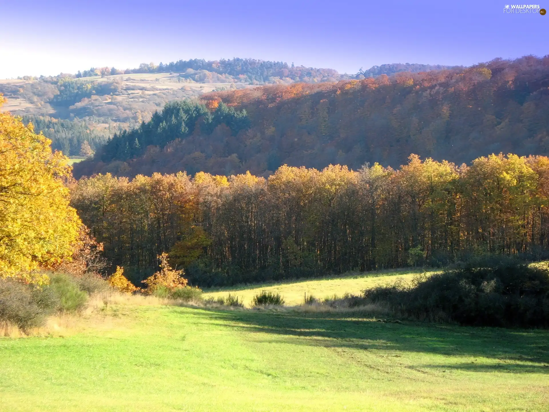 Meadow, Mountains, forest