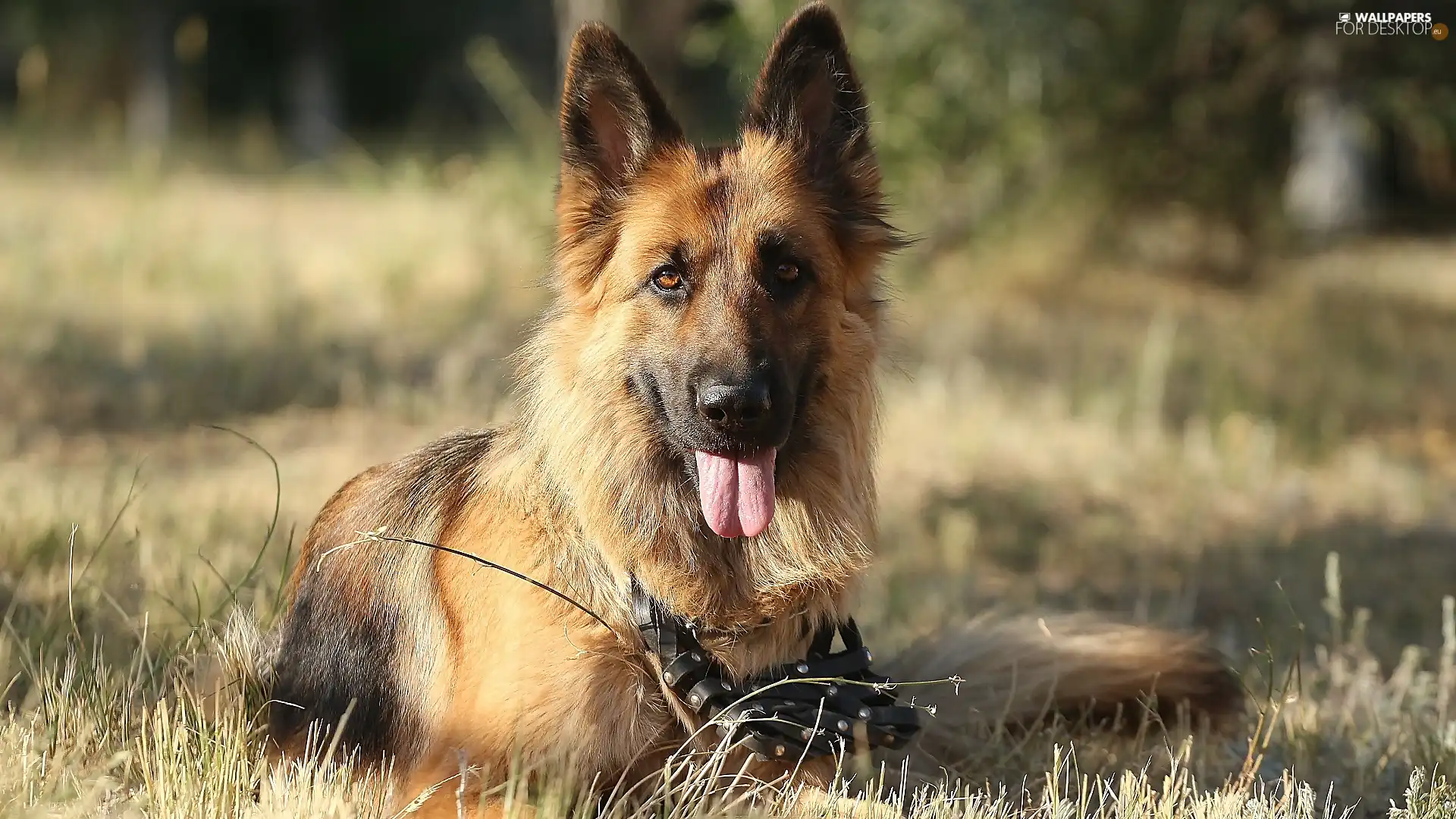 Meadow, grass, German Shepherd, muzzle, dog