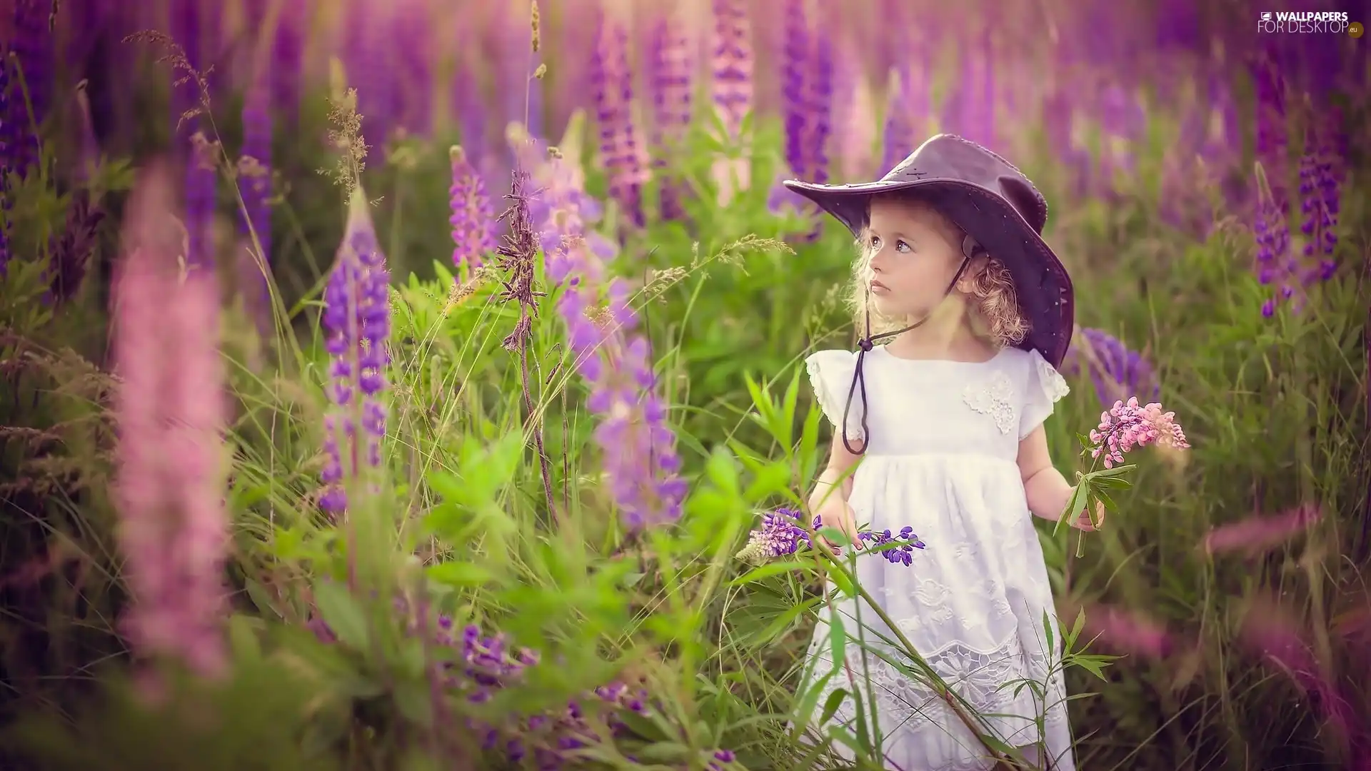 girl, lupine, Meadow, Hat