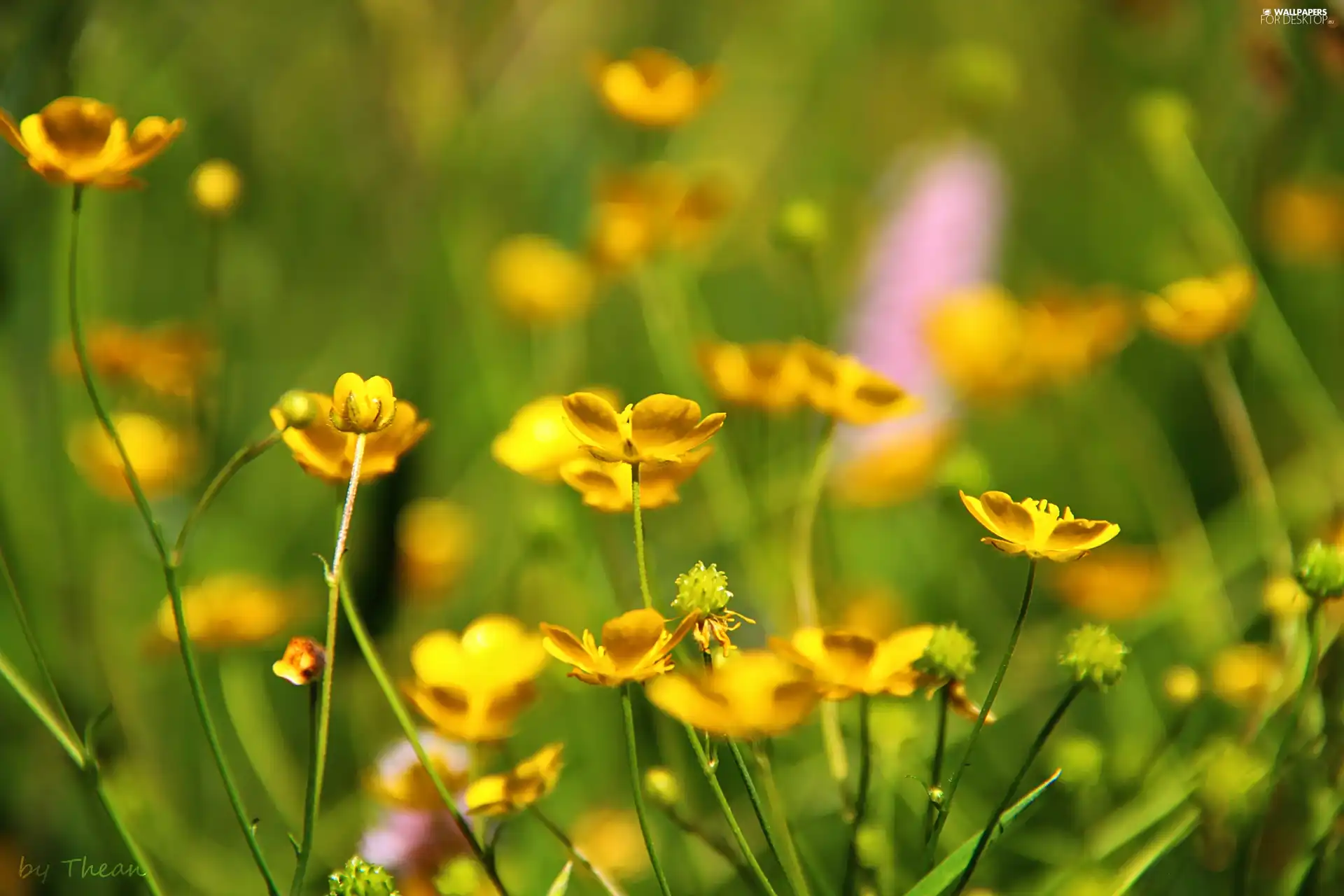 marigolds, Meadow