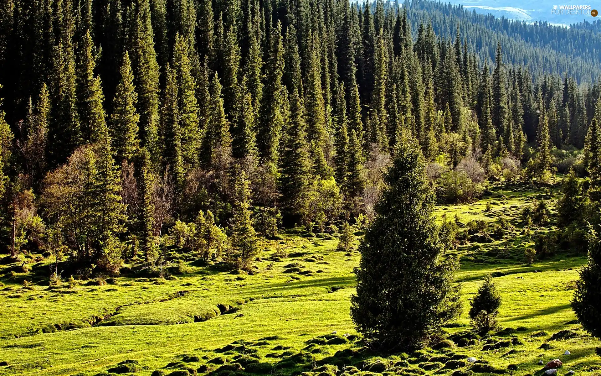 Mountains, coniferous, Meadow, forest