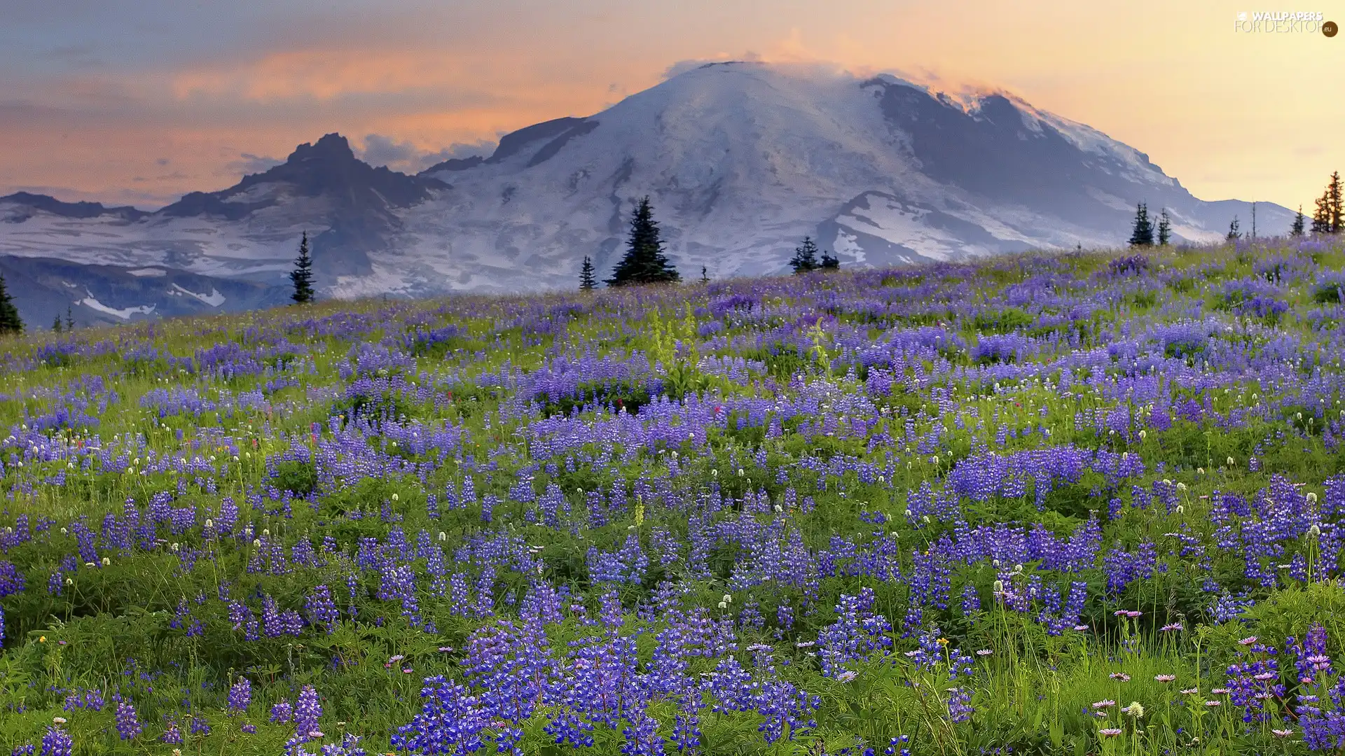 Meadow, Spring, Mountains