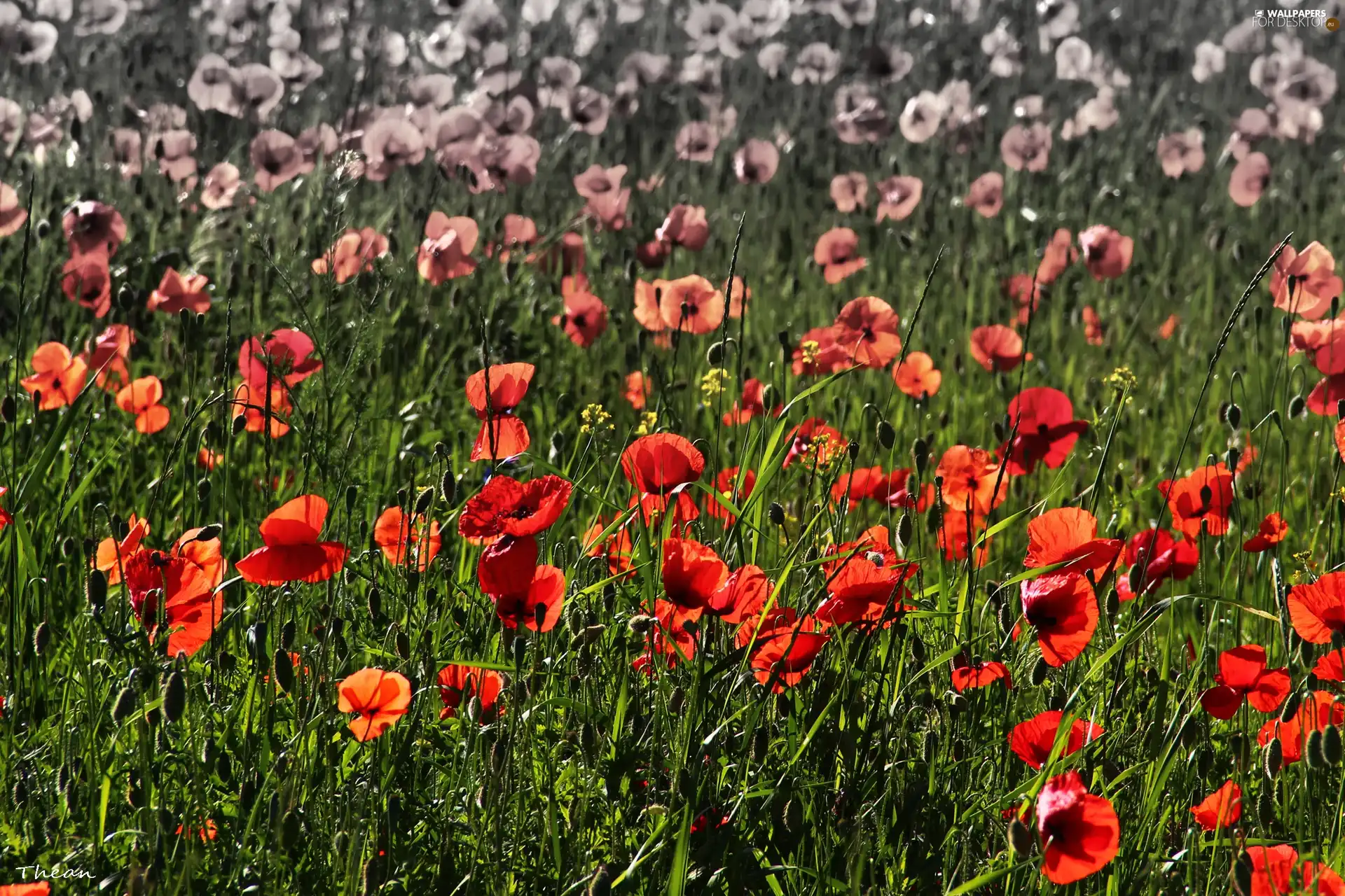 papavers, Meadow