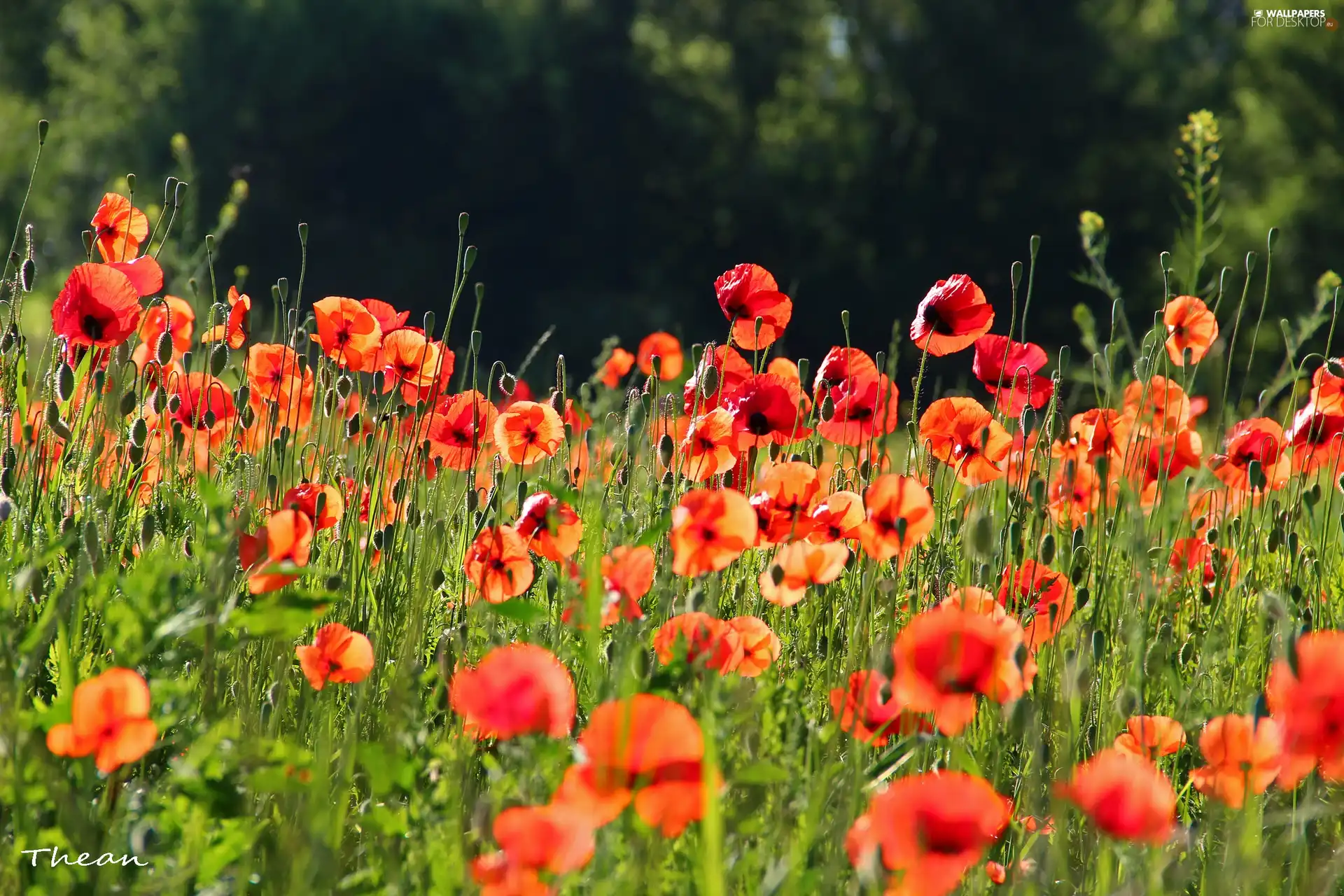 Meadow, Red, papavers