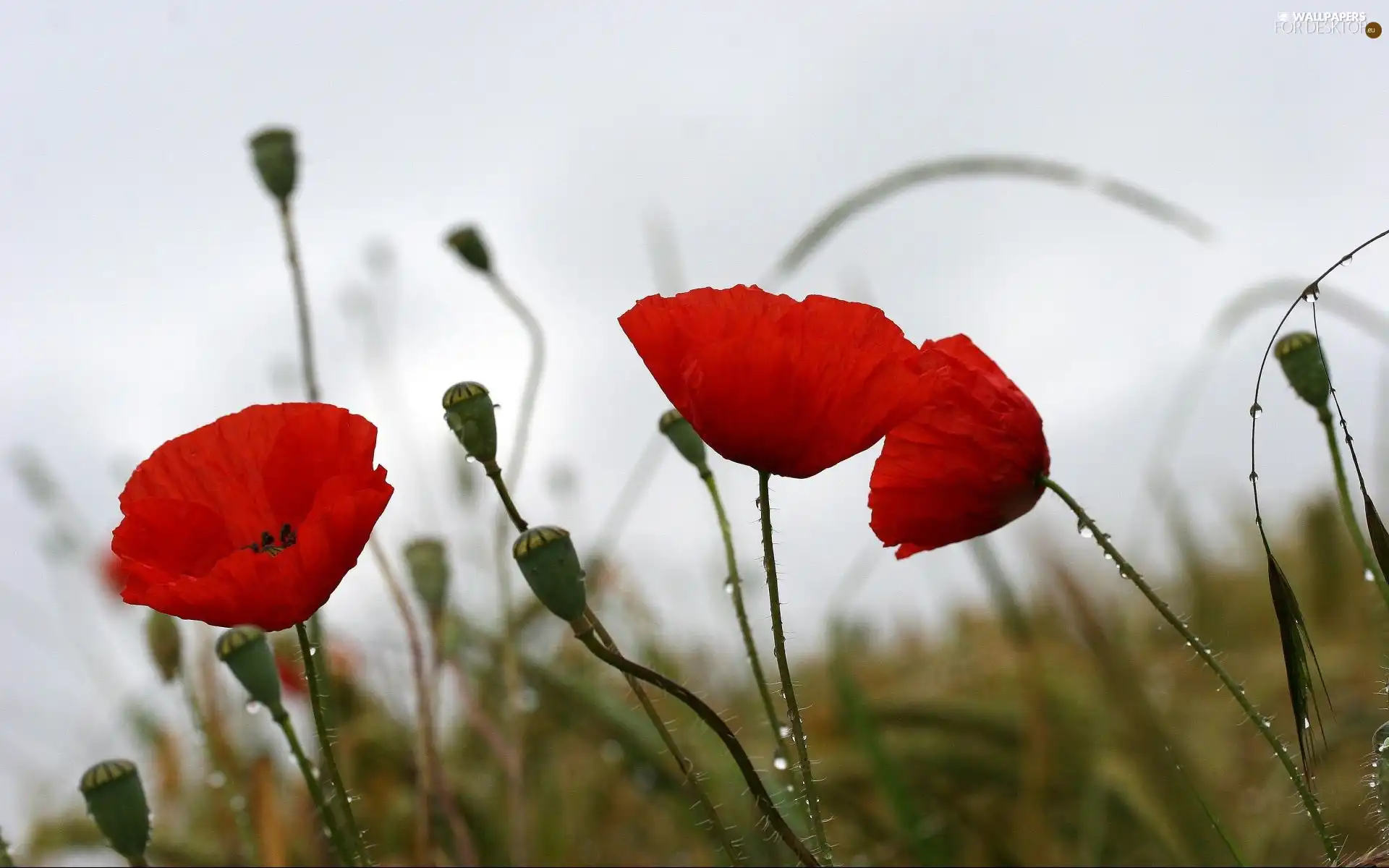 Meadow, Red, papavers