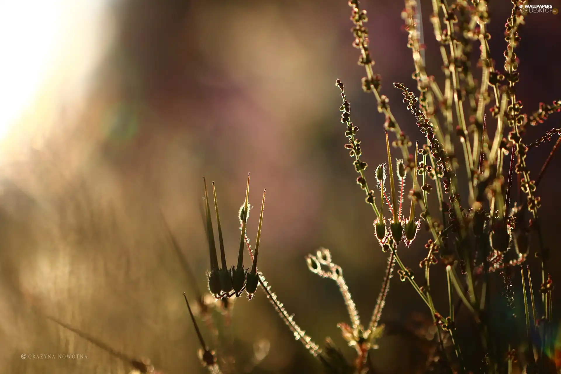 Plants, Meadow