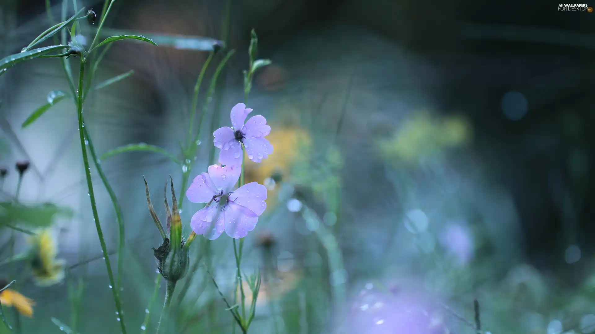purple, drops, Meadow, Flowers