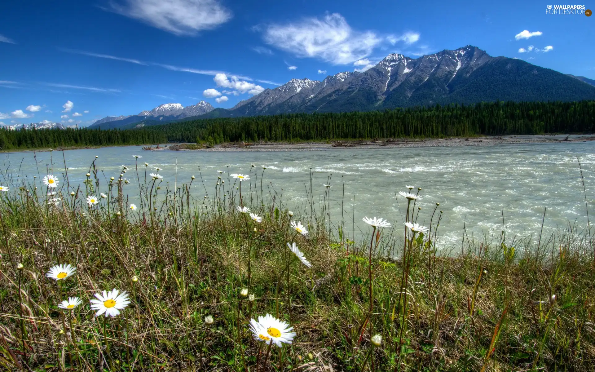 River, woods, Meadow, Mountains