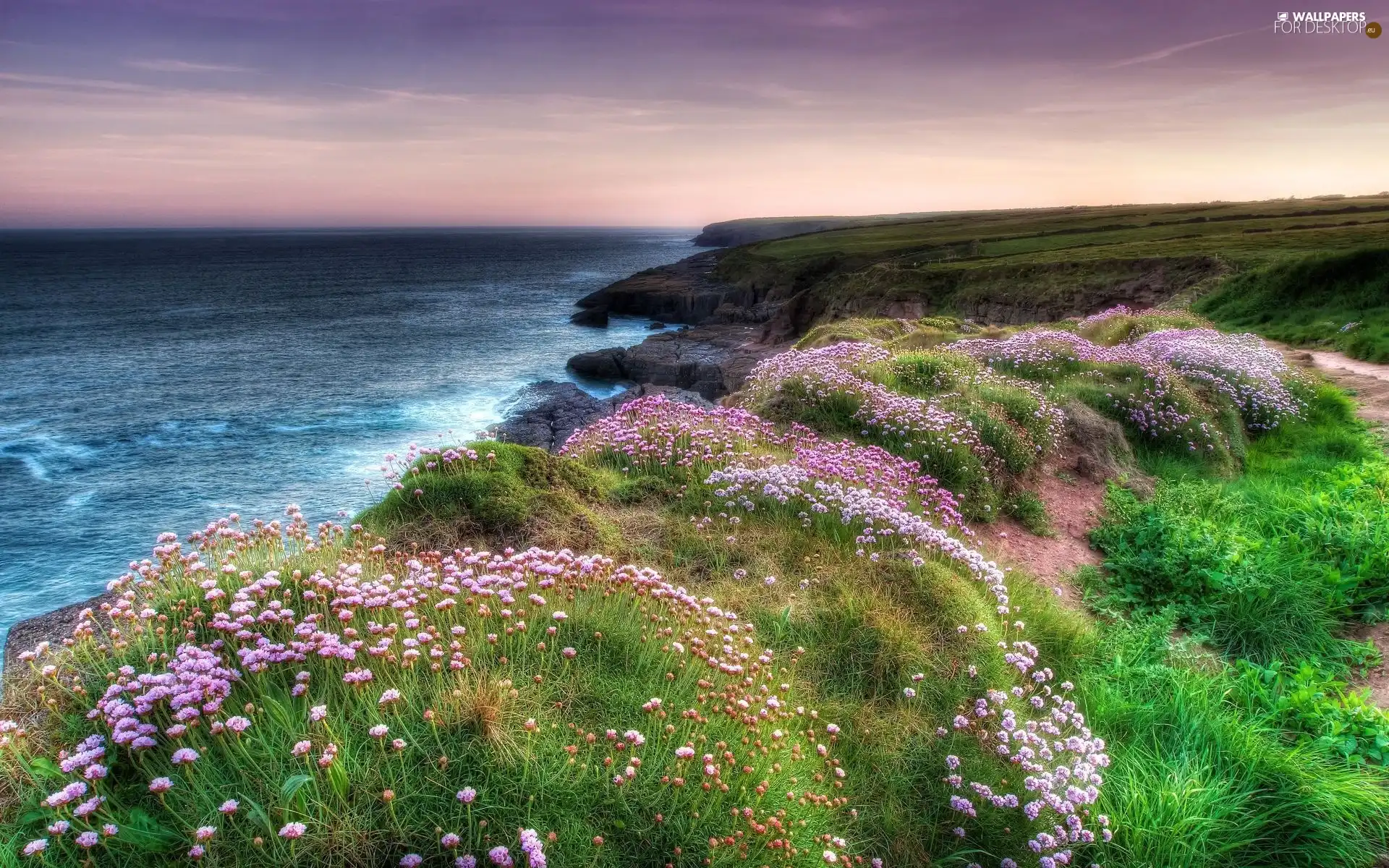 sea, Flowers, Meadow, grass