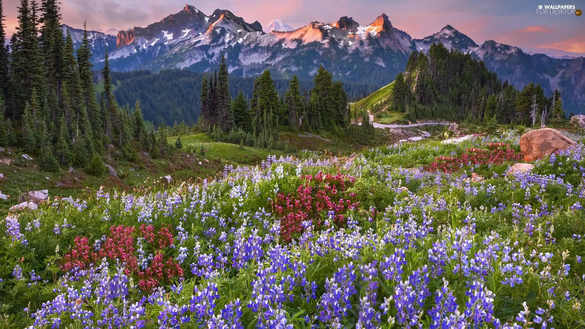 Cascade Mountains, Mount Rainier National Park, viewes, Meadow, trees, Washington State, The United States, lupine