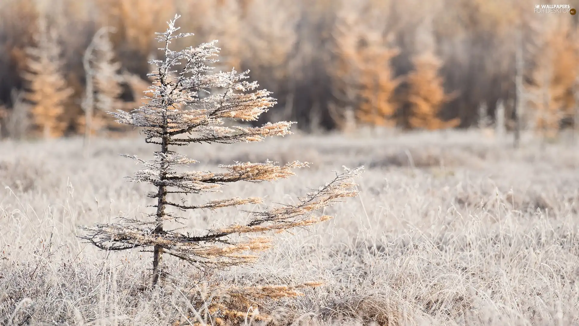 trees, grass, rime, Meadow