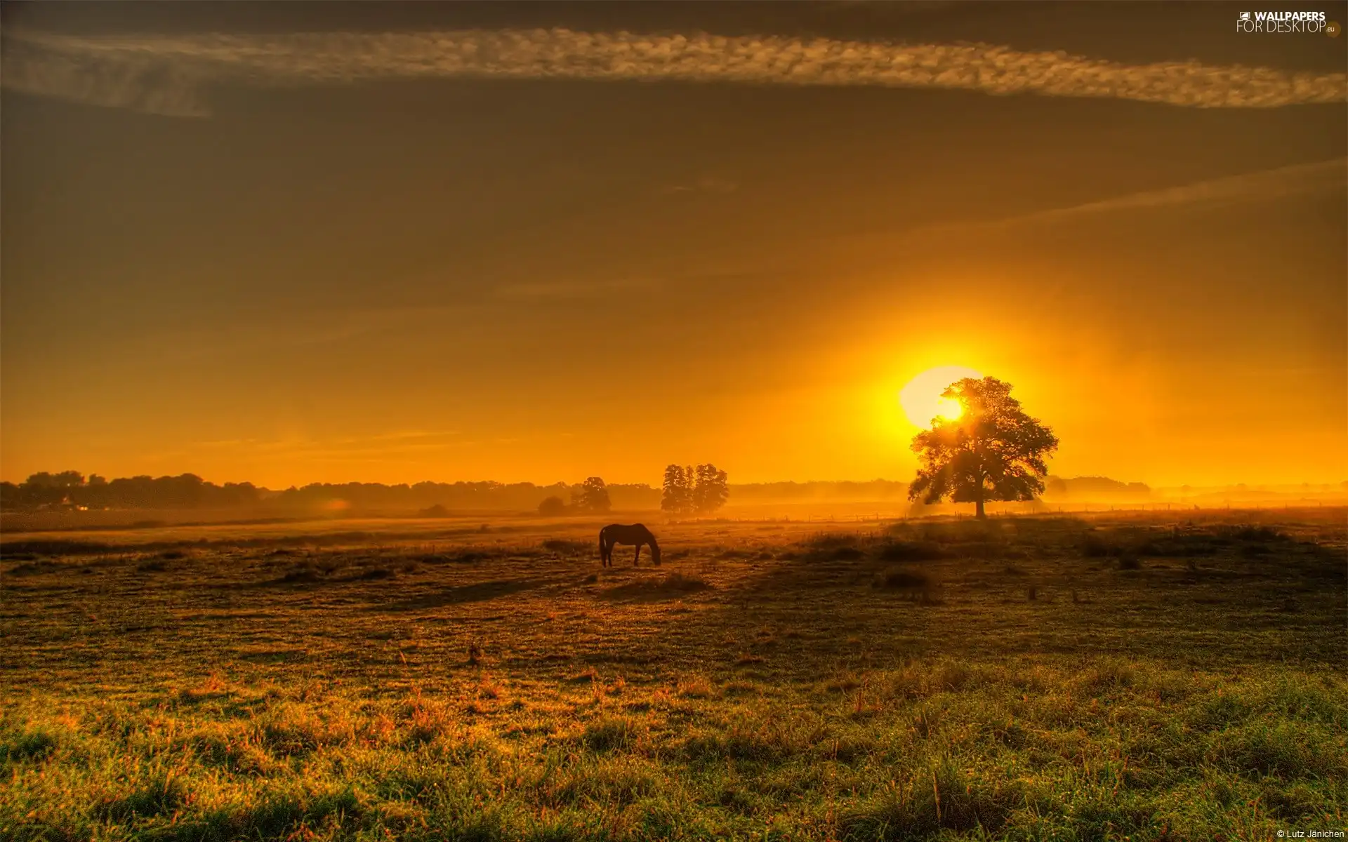 Meadow, trees, sun, Horse, west