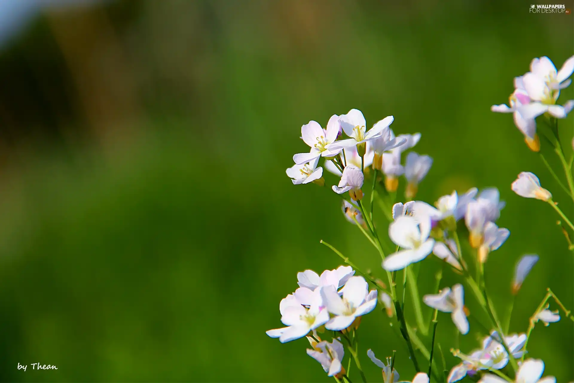 White, an, meadow, Flowers