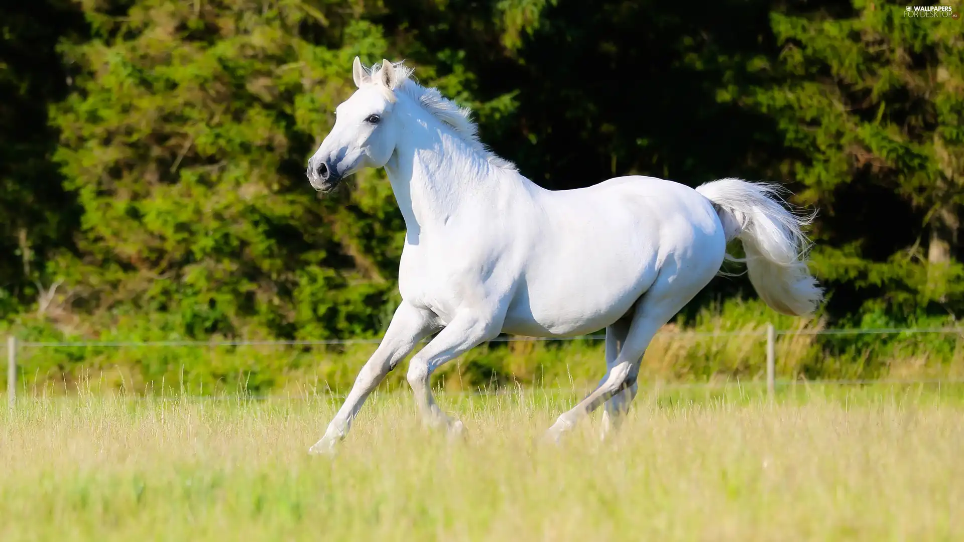 White, grass, Meadow, Horse