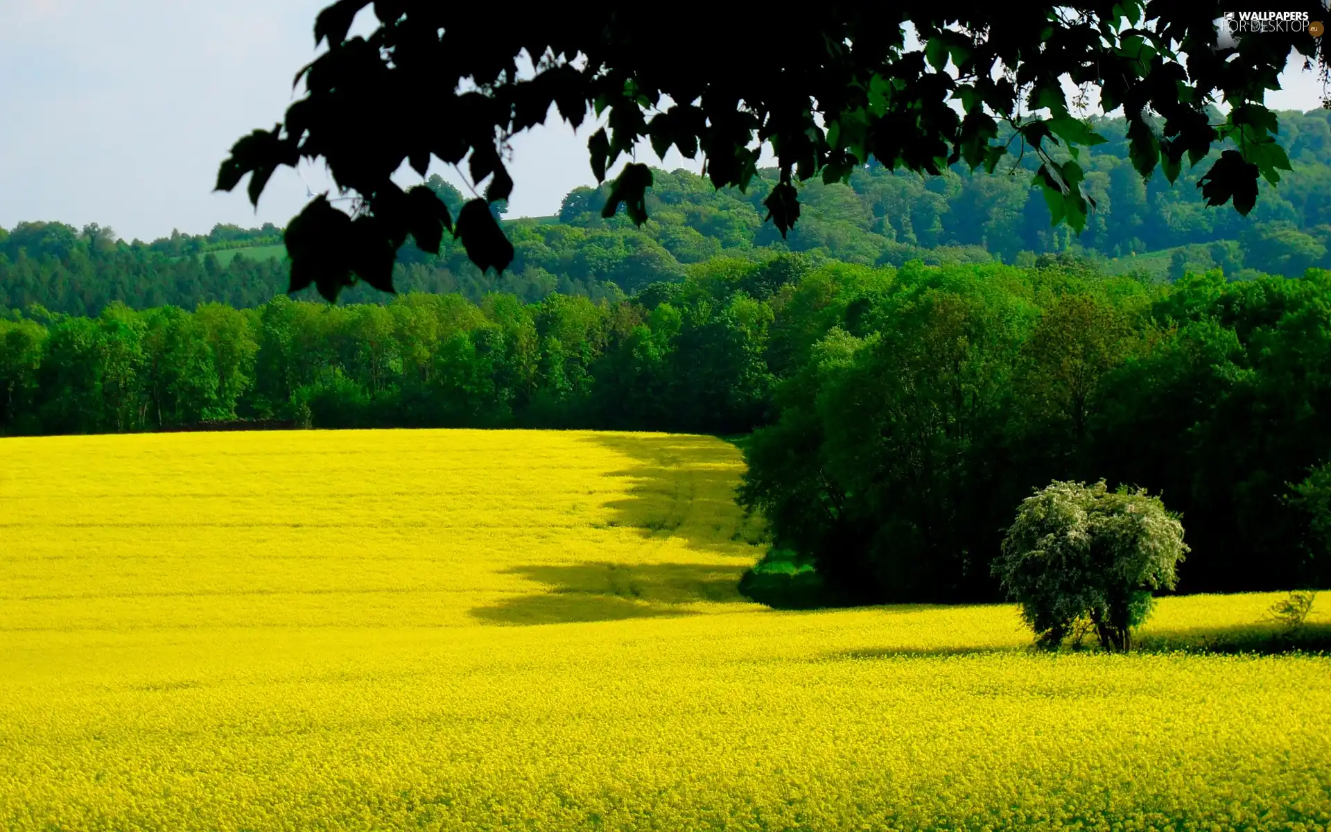 medows, Mountains, rape, woods, Field