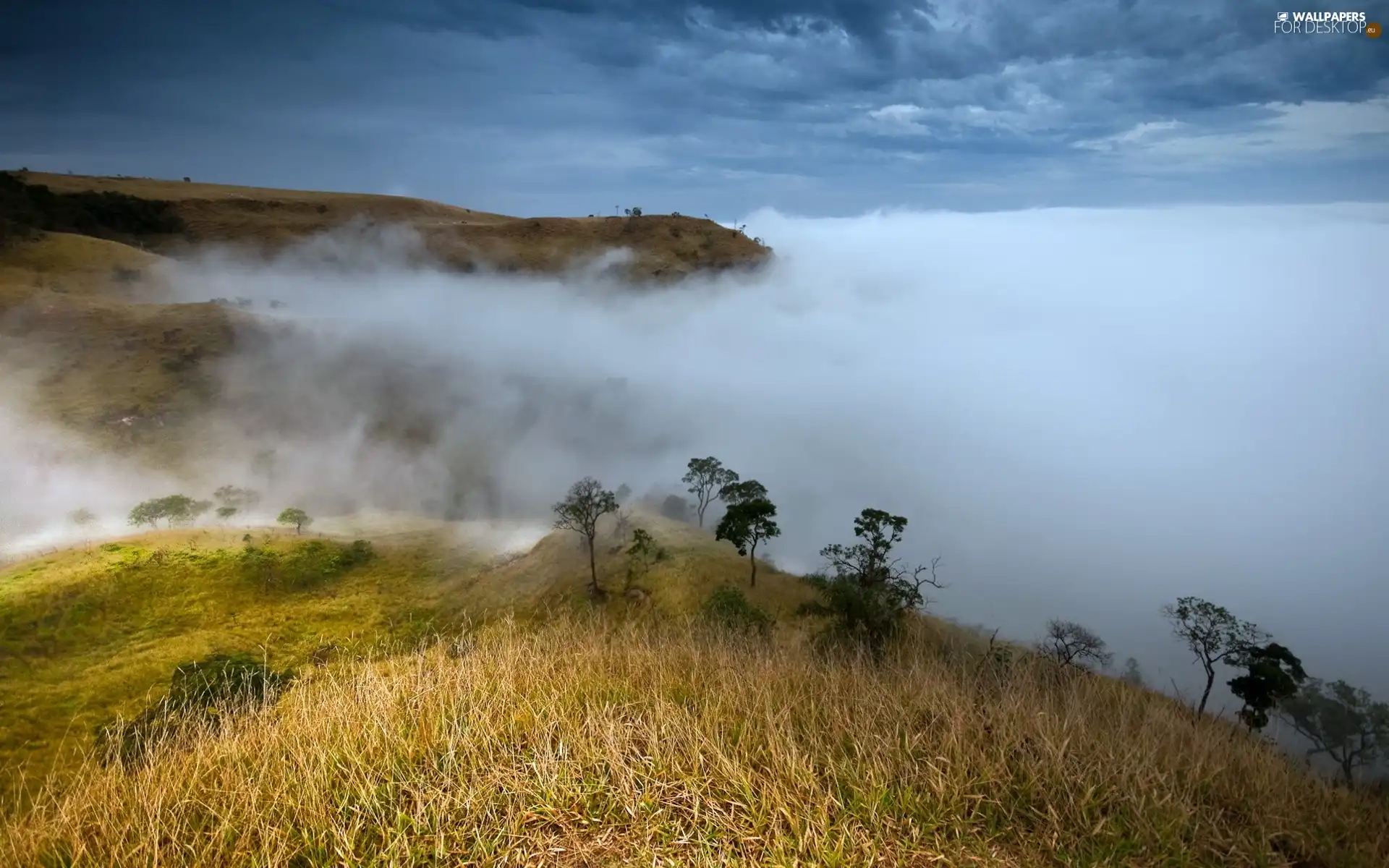 medows, Fog, Mountains