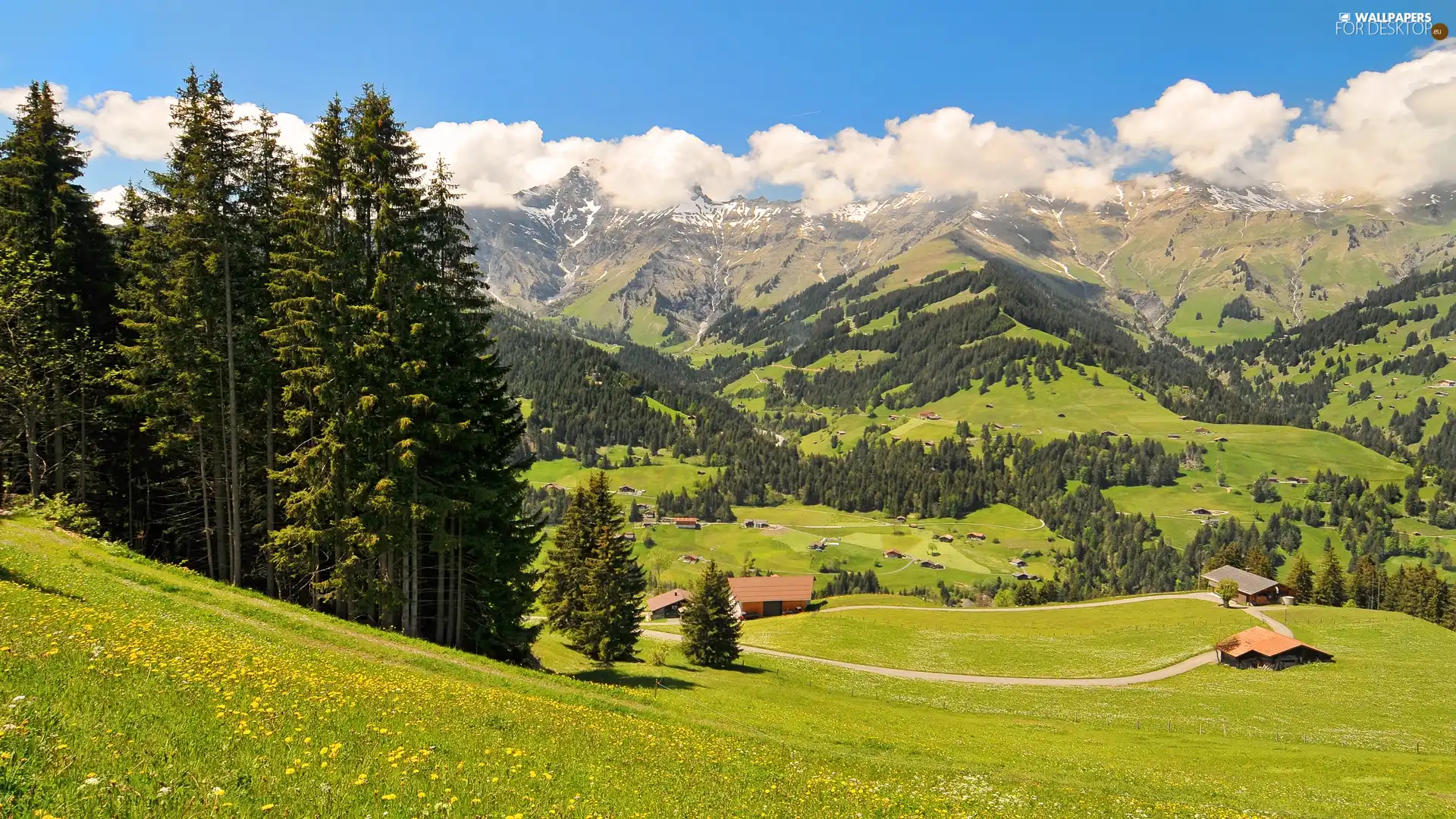 medows, pens, Austrian, woods, Alps