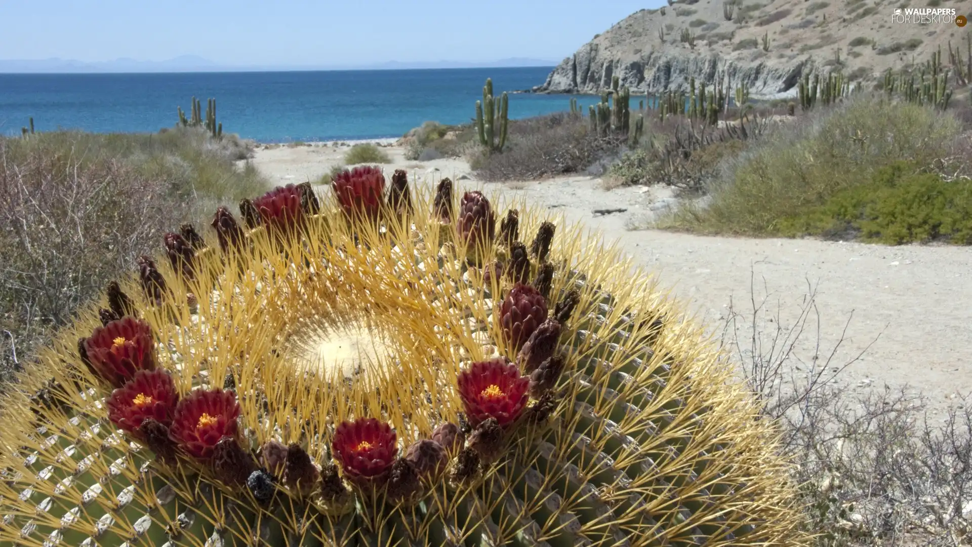 flower, Katalina Island, Mexico, Cactus