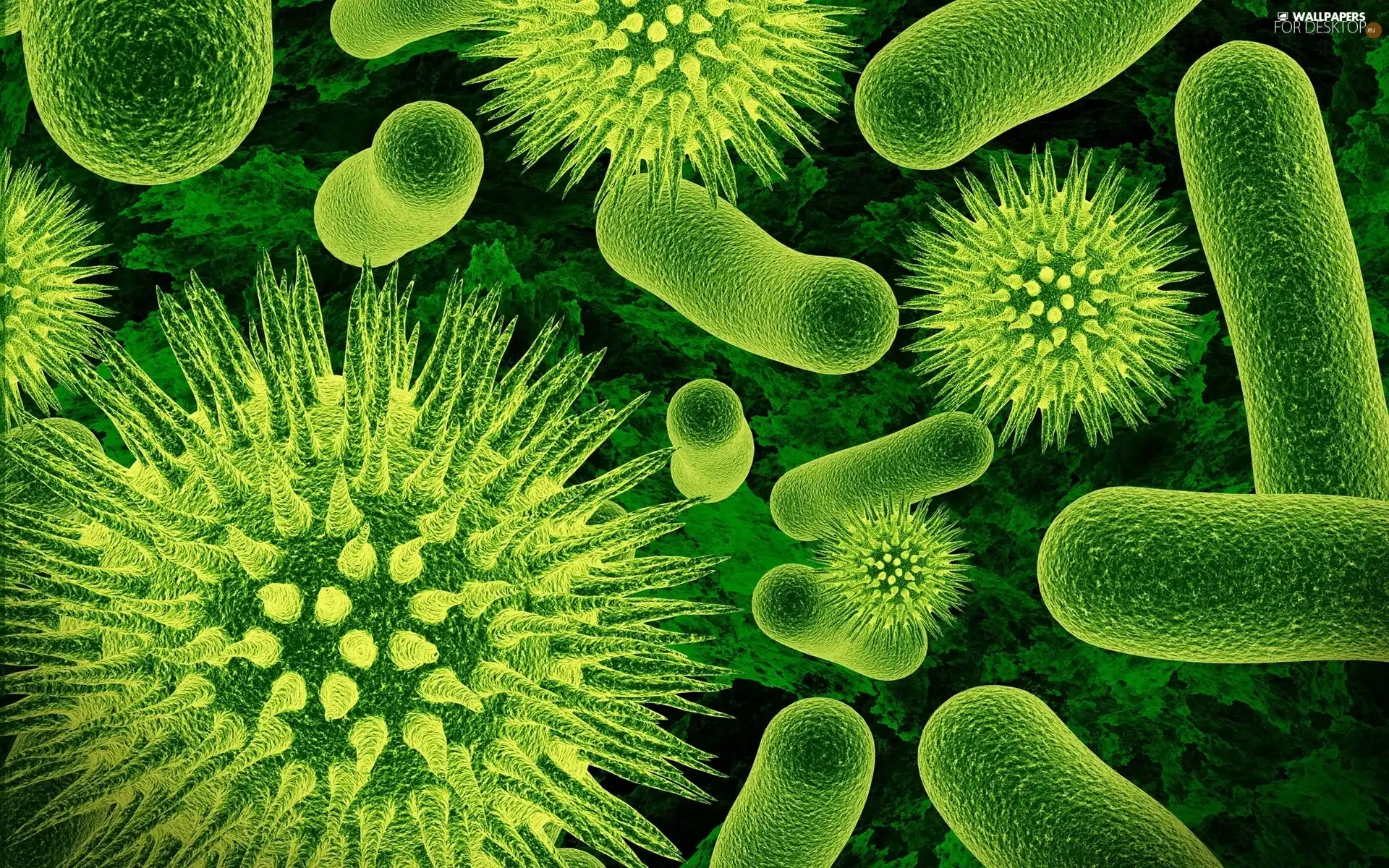 bacteria, picture, microscopic, green