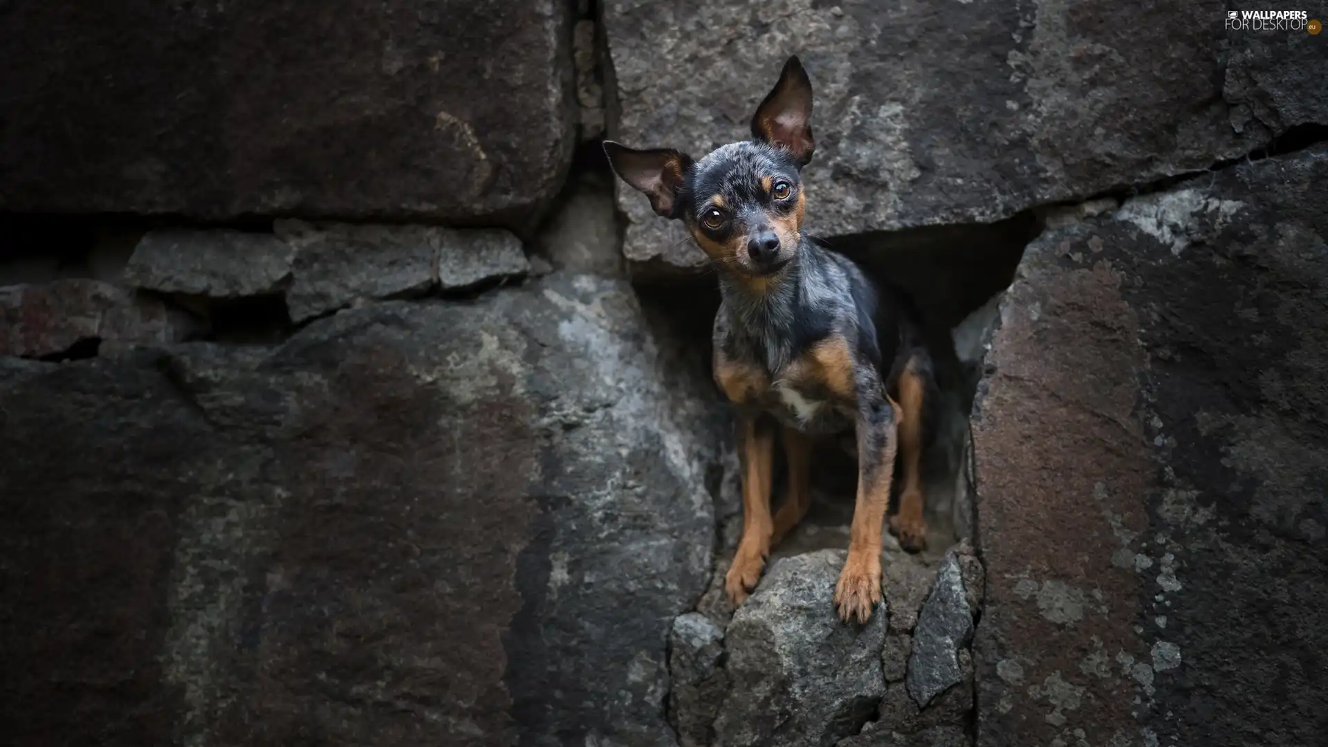 wall, dog, miniature Pinscher