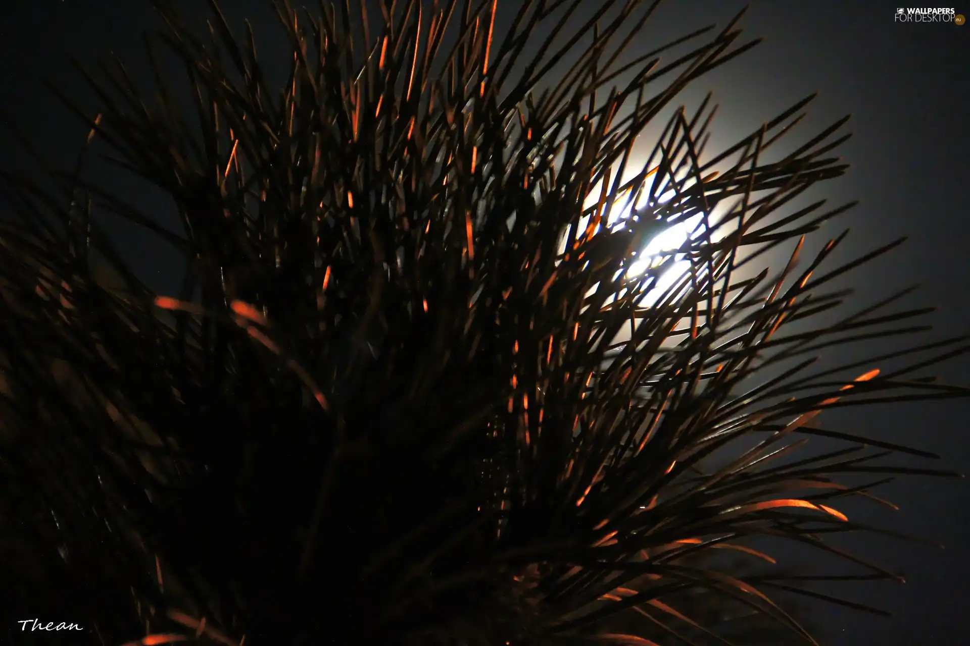 moon, spruce, Night