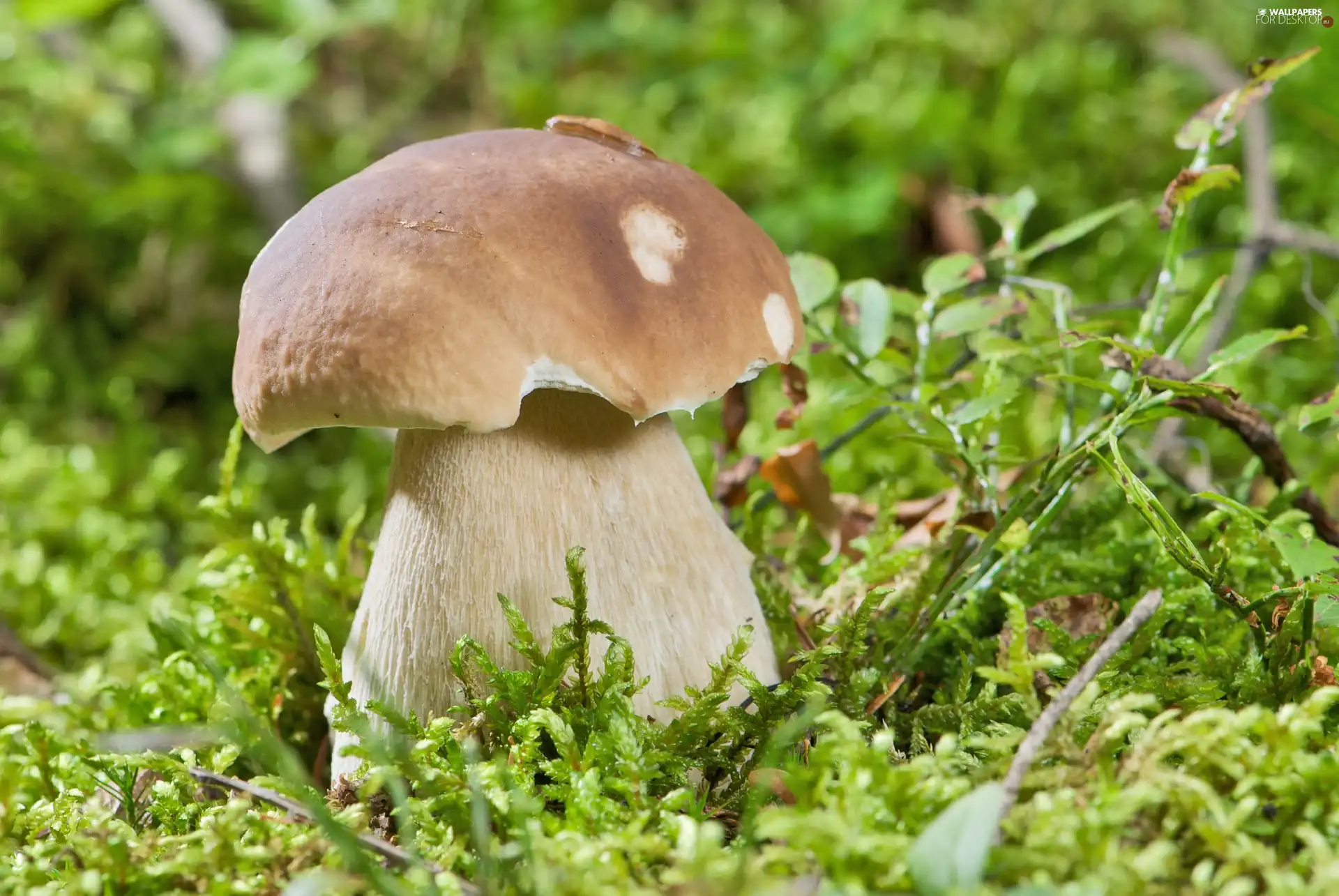 boletus, Moss