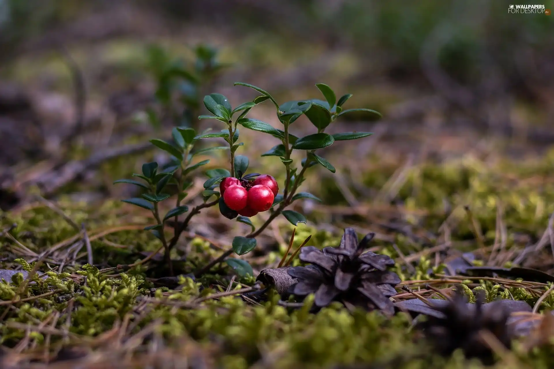 Moss, Lingonberry, cone