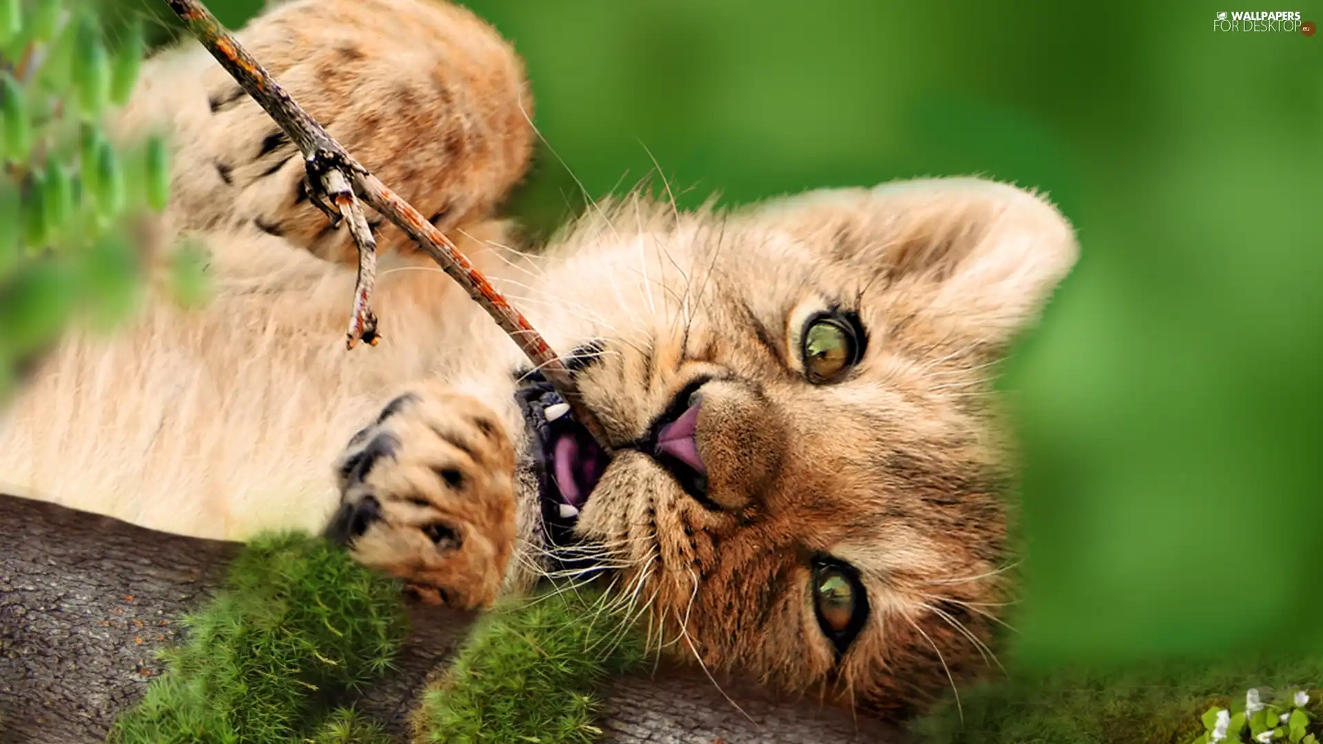 little doggies, stick, Moss, lion