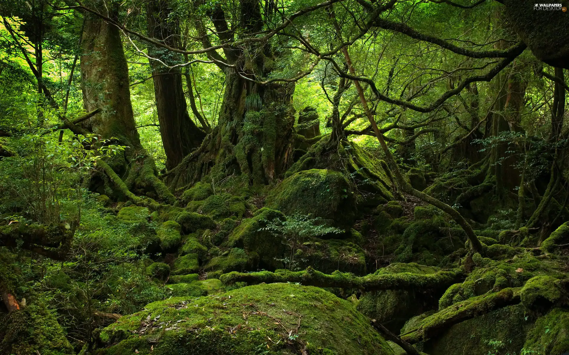 Moss, forest, forest