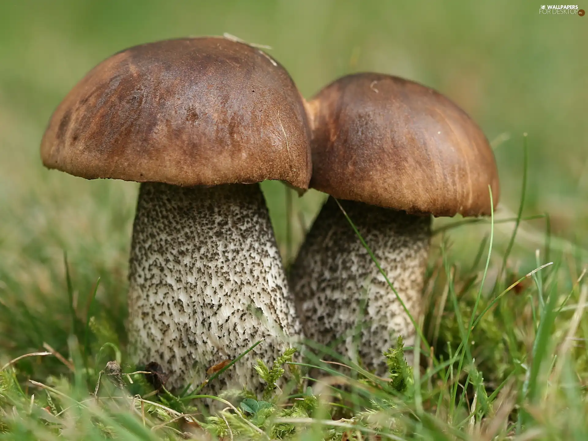 Leccinum, Moss