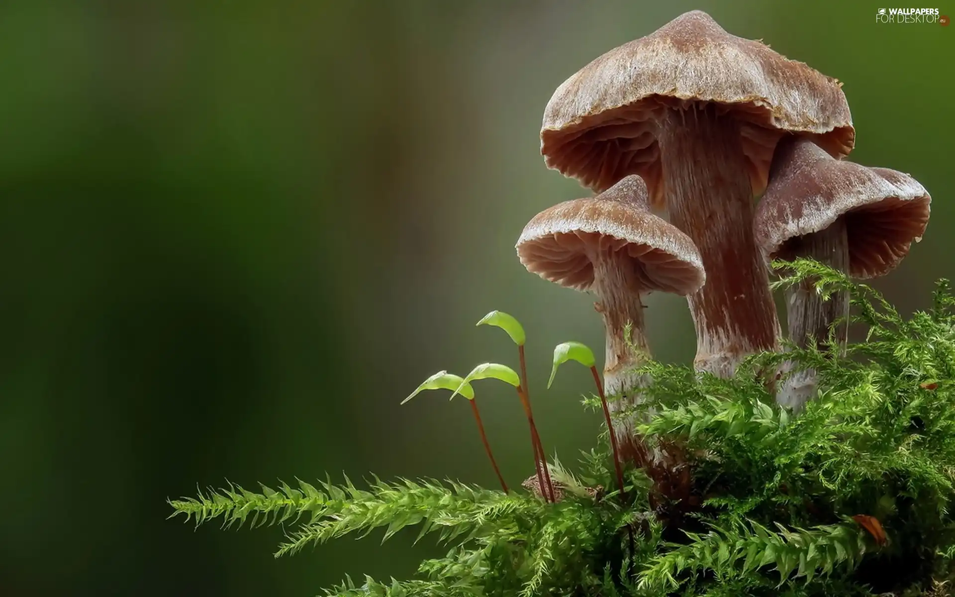 mushrooms, Moss