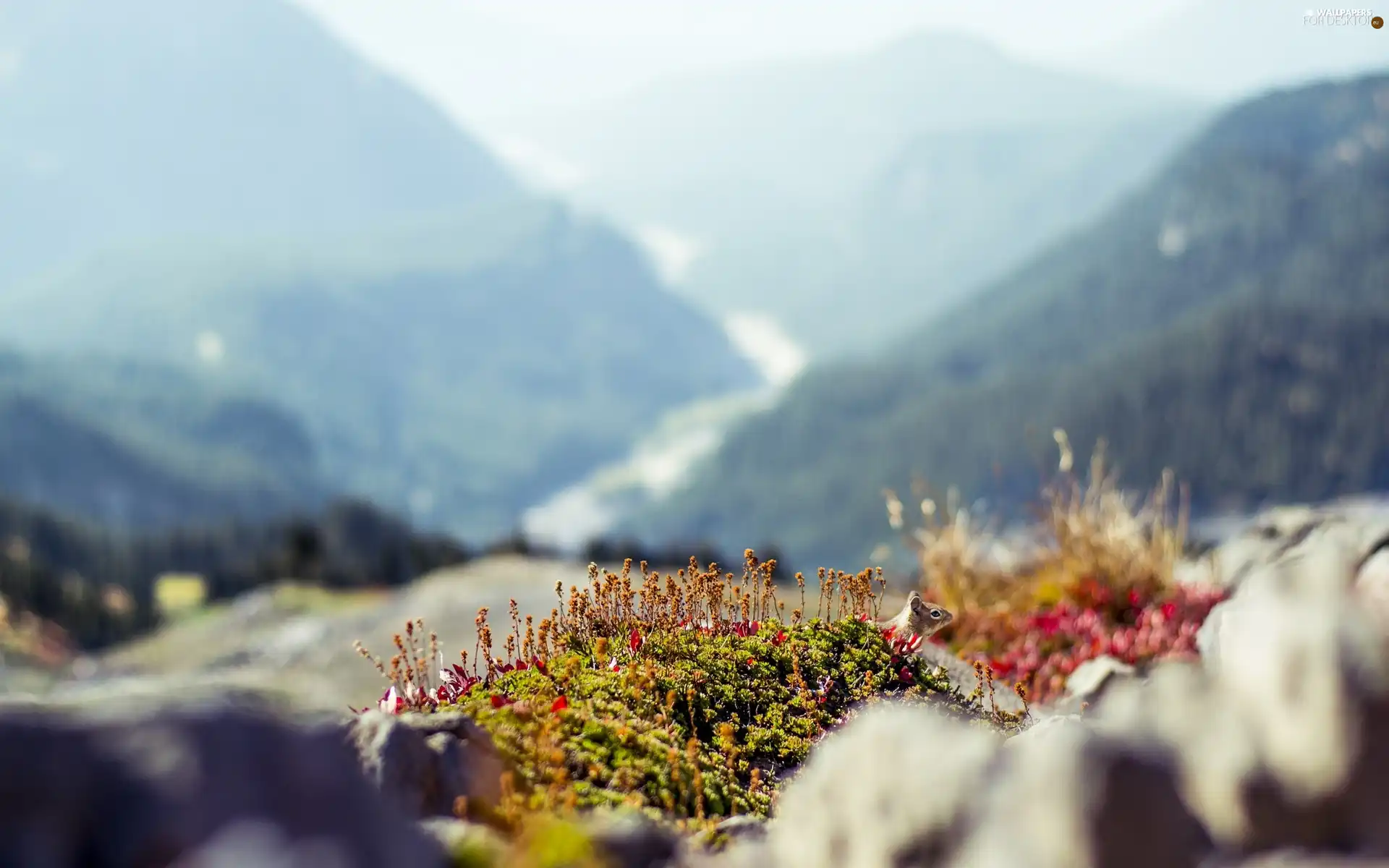 Moss, Mountains, rocks