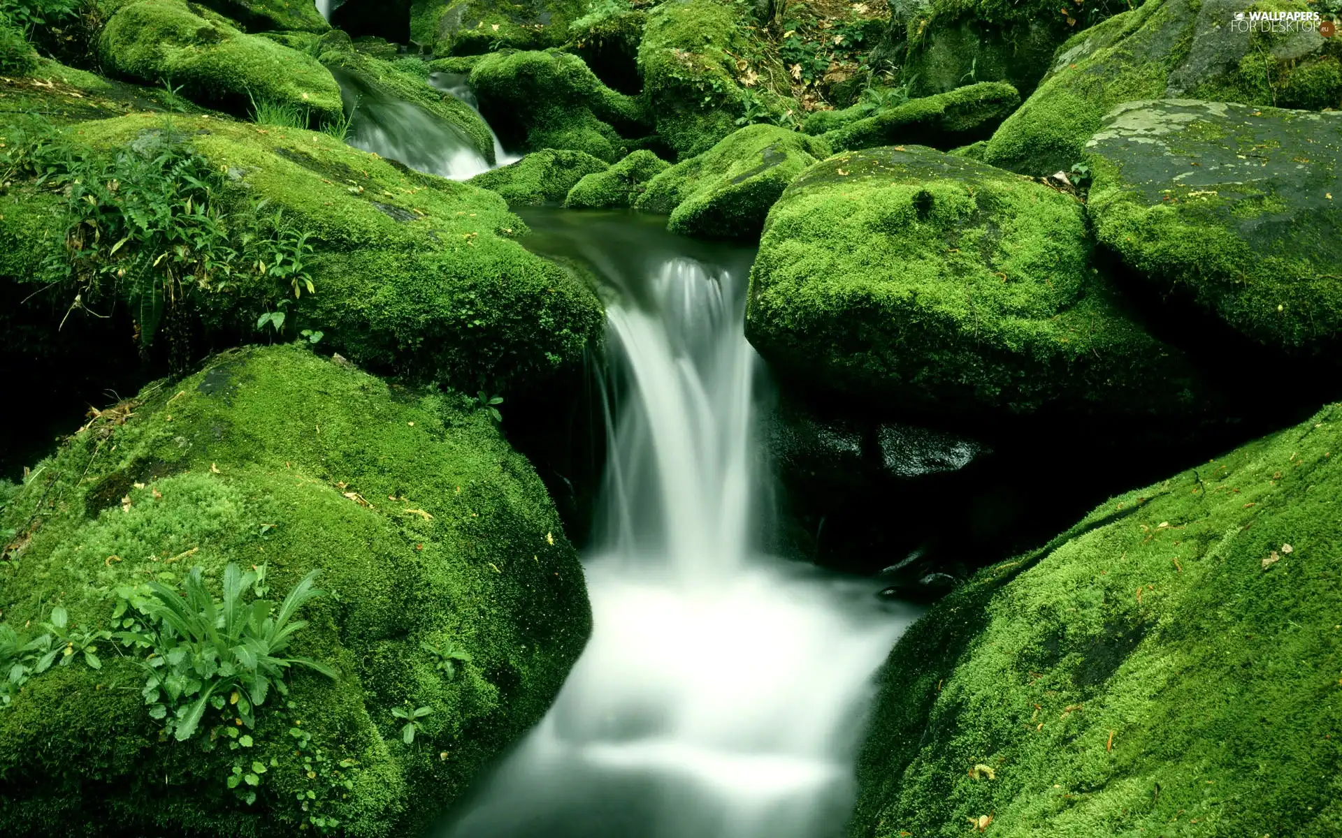 Moss, waterfall, Stones